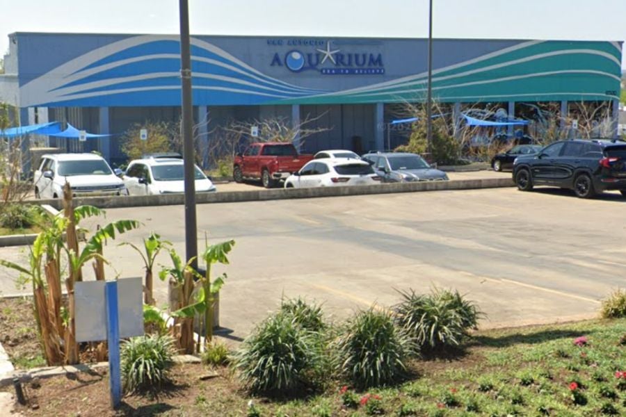 An aquarium employee said octopus bruises aren't harmful and typically fade within seven to 14 days