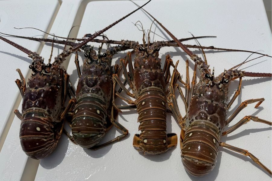 Two snorkelers die, child injured during lobster miniseason in Miami