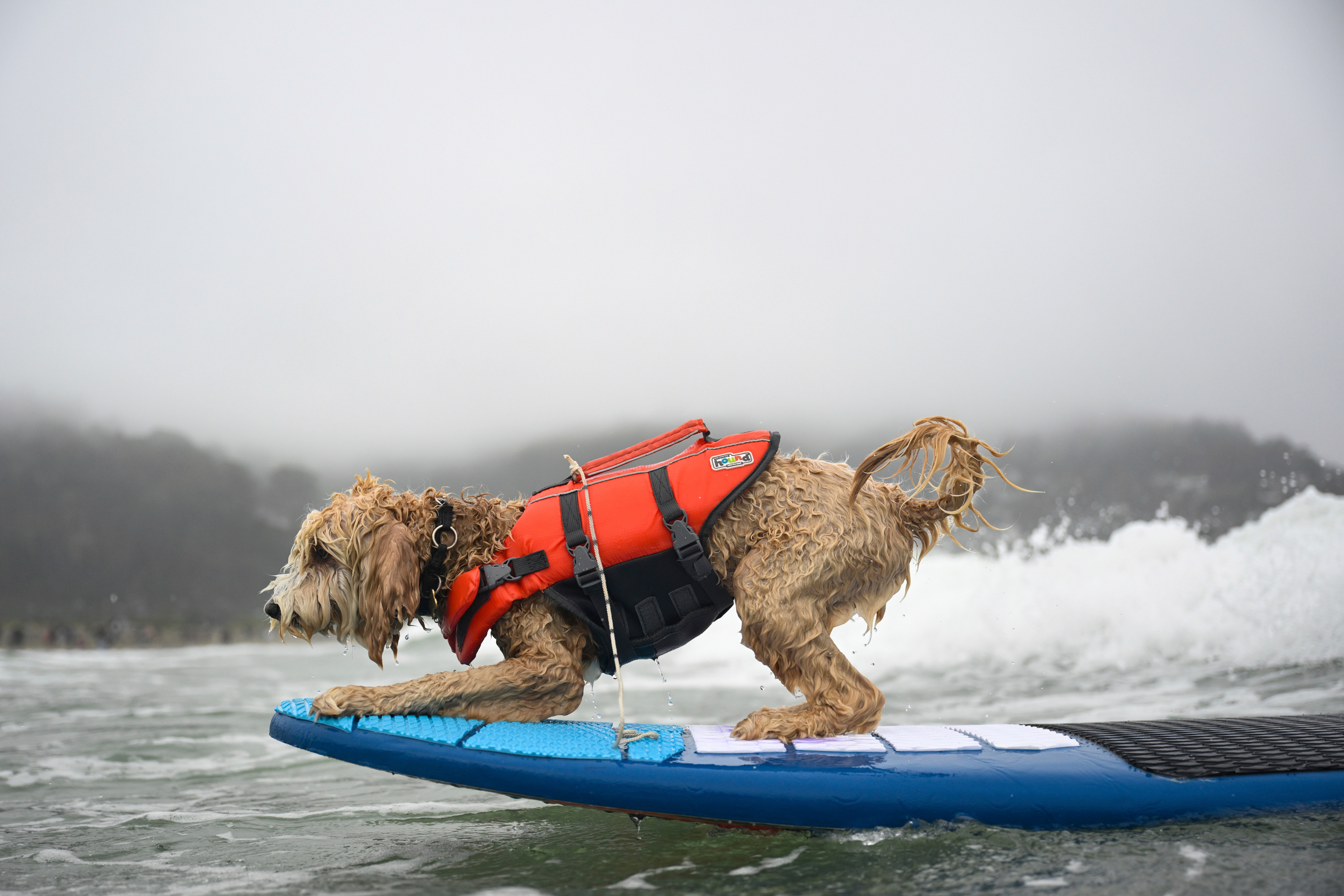 APTOPIX California Dog Surf Competition