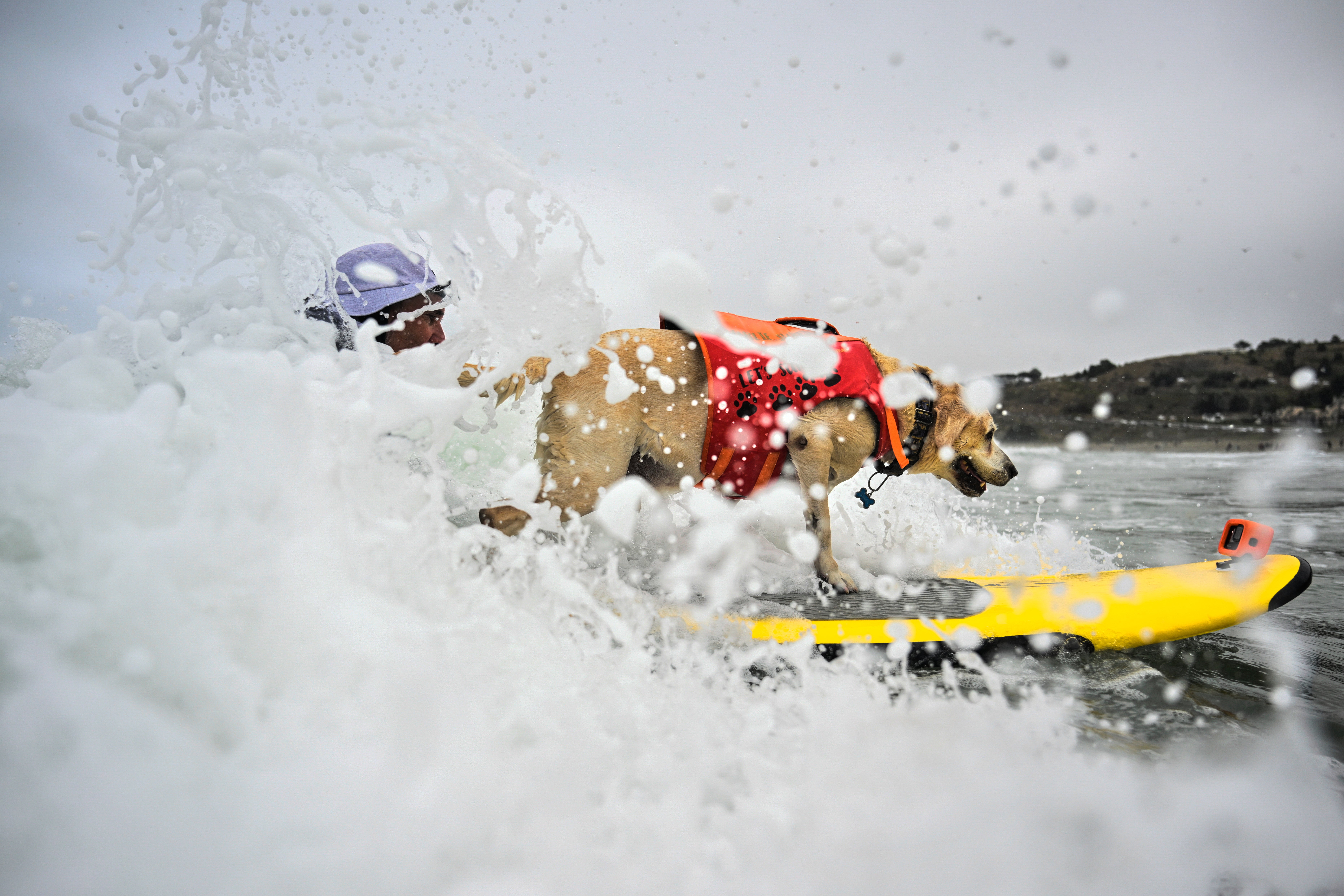 California Dog Surf Competition