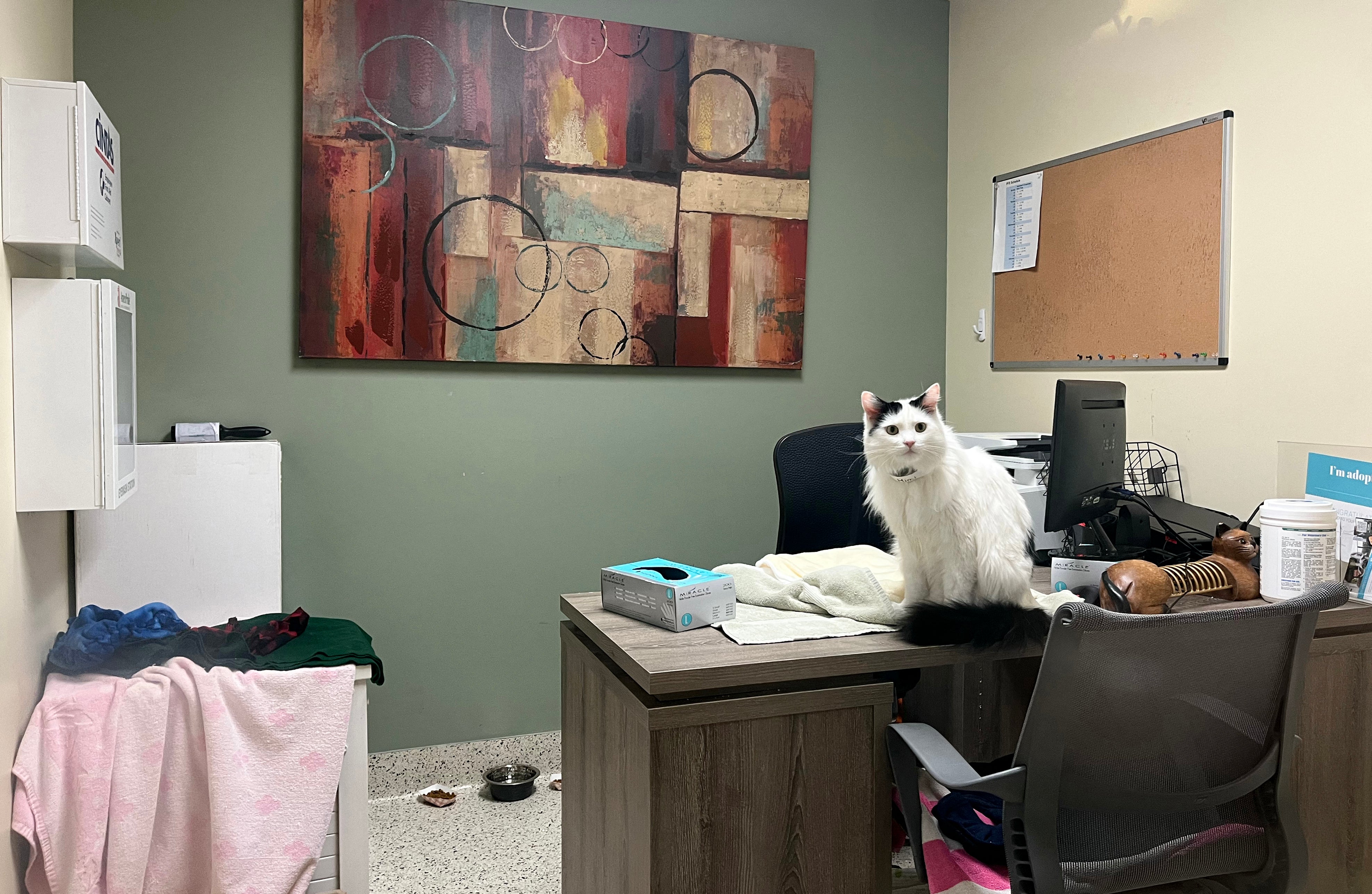 Operators of animal shelters said they were fielding calls connected to Trump’s immigration raids