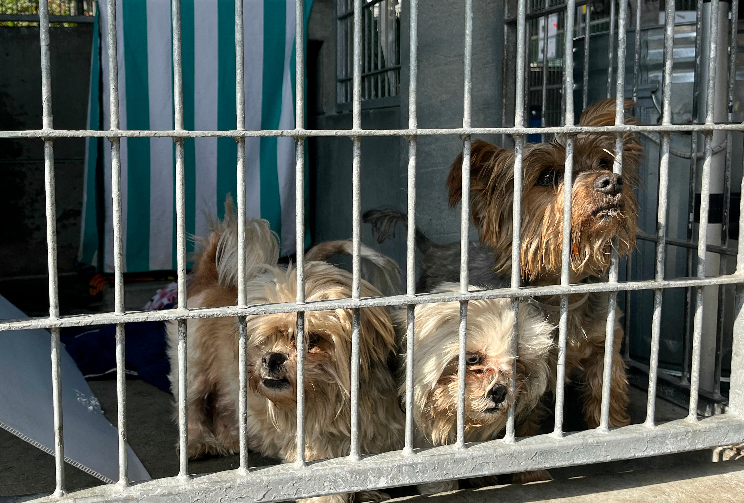 Animal shelters are handling an uptick in calls related to immigration raids