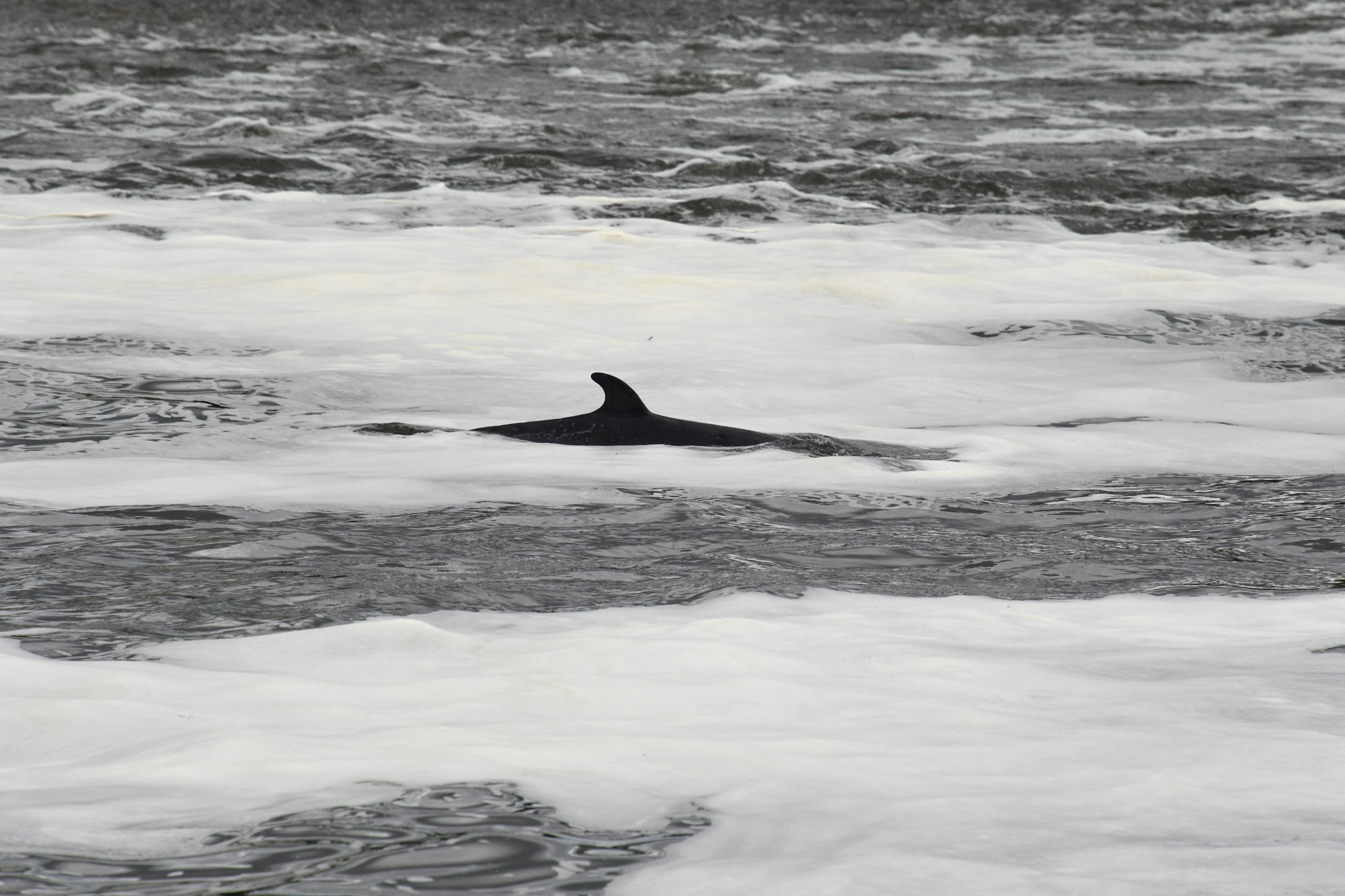 A whale was killed after it was struck by a motorboat off the New Jersey shore on Saturday, with the collision sending a passenger overboard