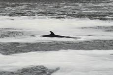 Whale killed and passenger thrown overboard after boat collision in New Jersey