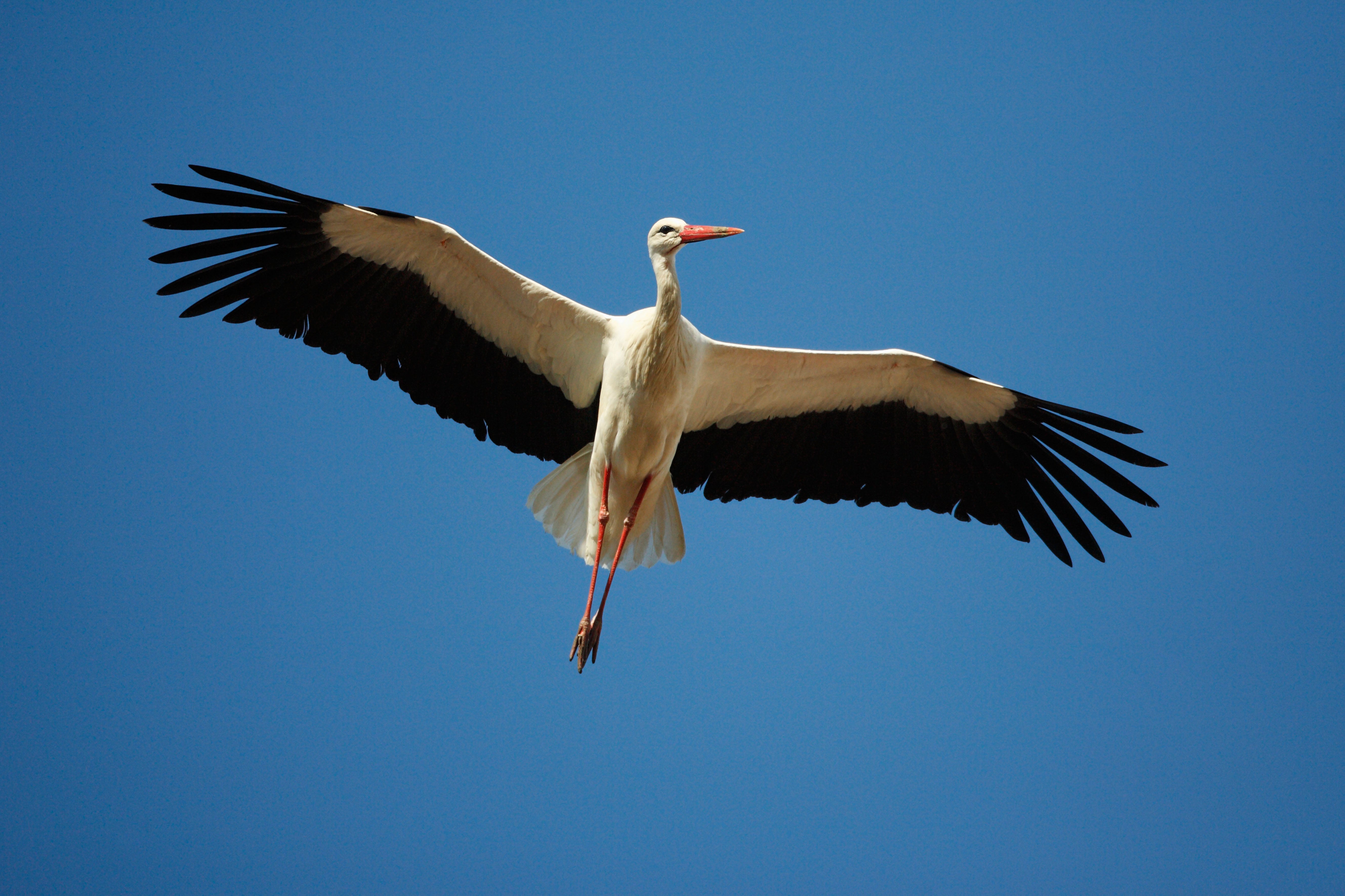 Stork contrast: the native species was eradicated partly after becoming a symbol of rebellion during the civil war