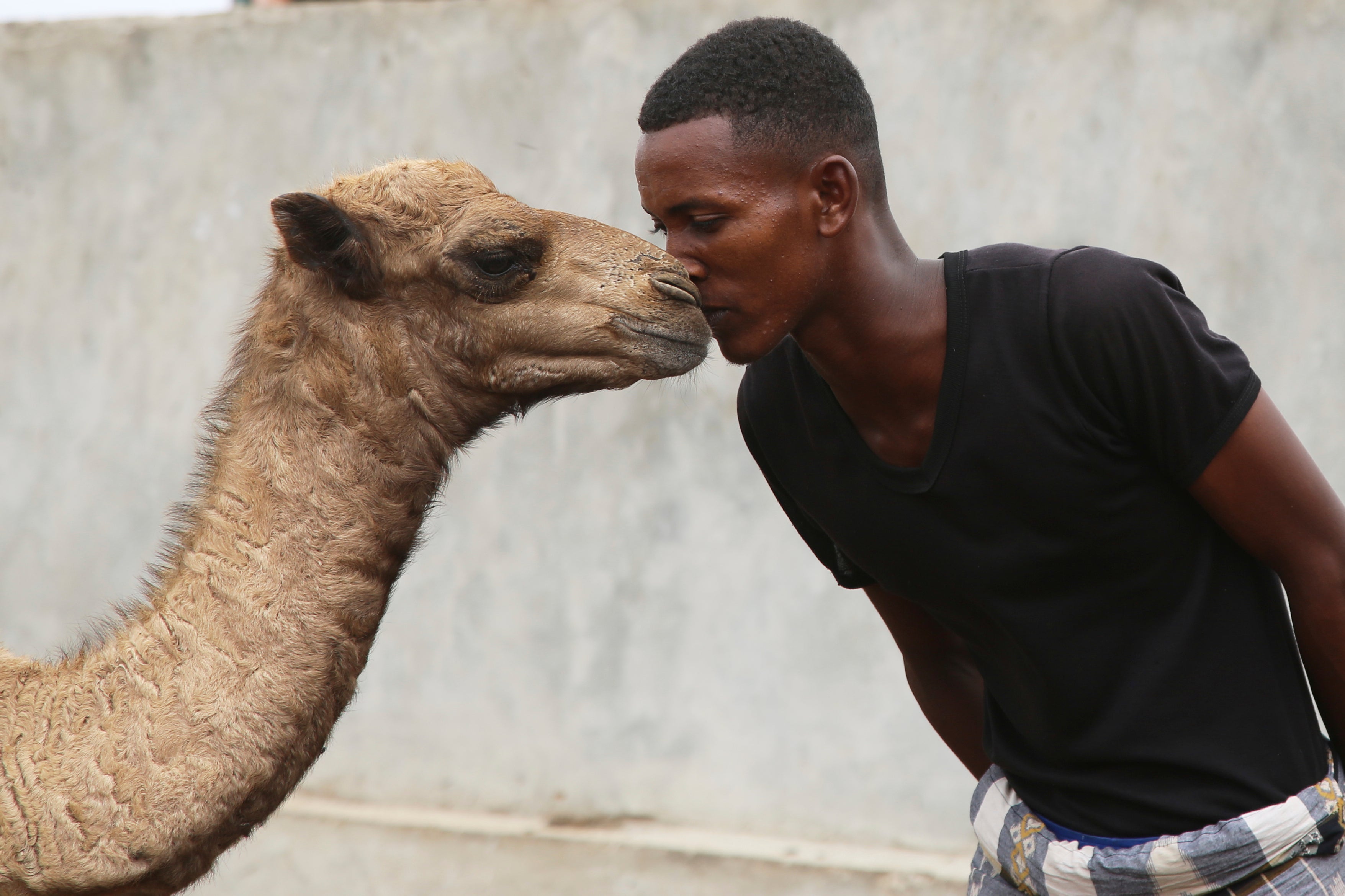 A Somali man enjoys the affection shown by a camel at Beder Camel Farm on the outskirts of the capital Mogadishu, Somalia, Wednesday, June 18, 2025. (AP Photo/Farah Abdi Warsameh)