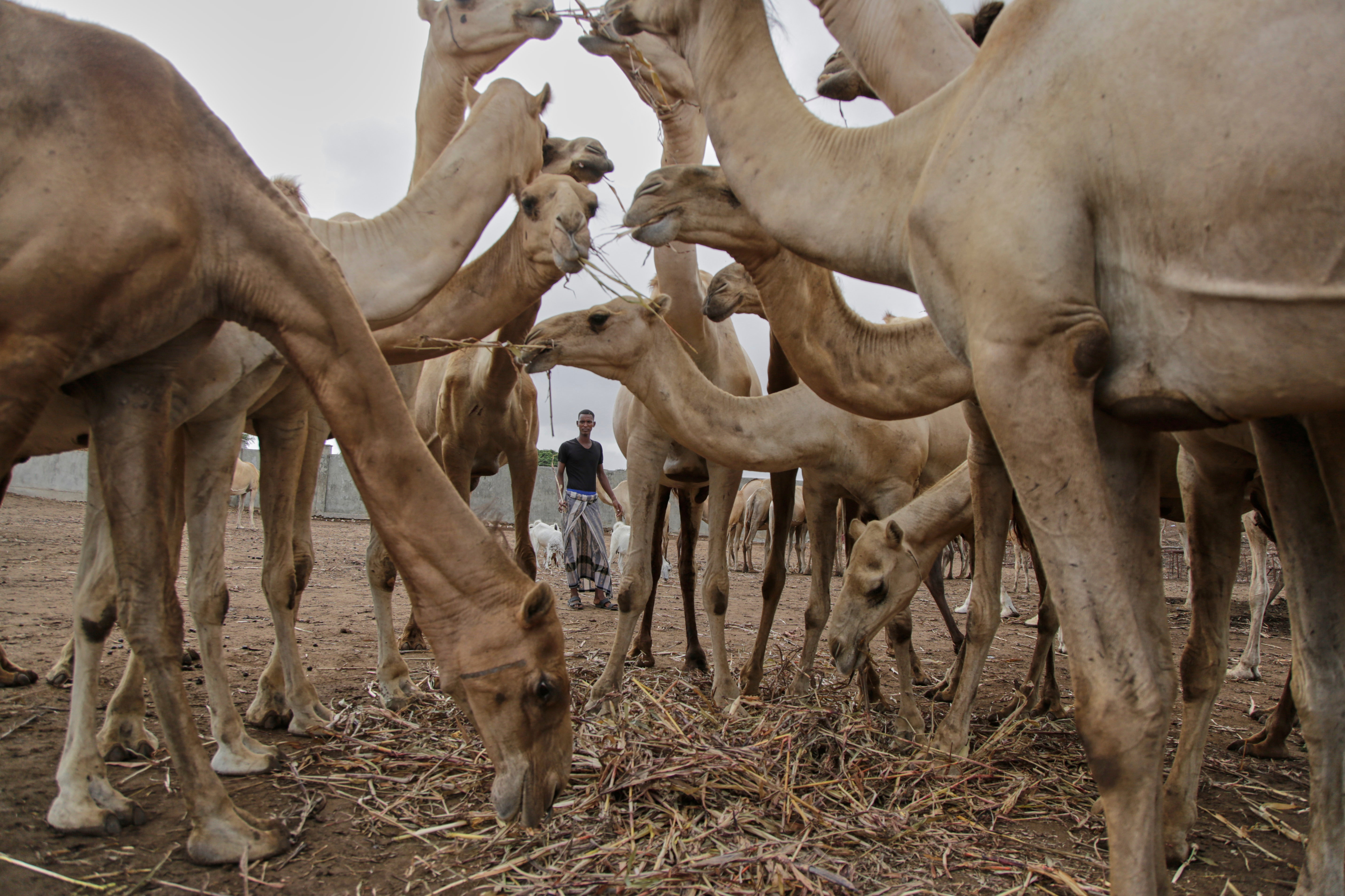 A Somali man grazes camels in Beder Camel Farm on the outskirts of the capital, Mogadishu