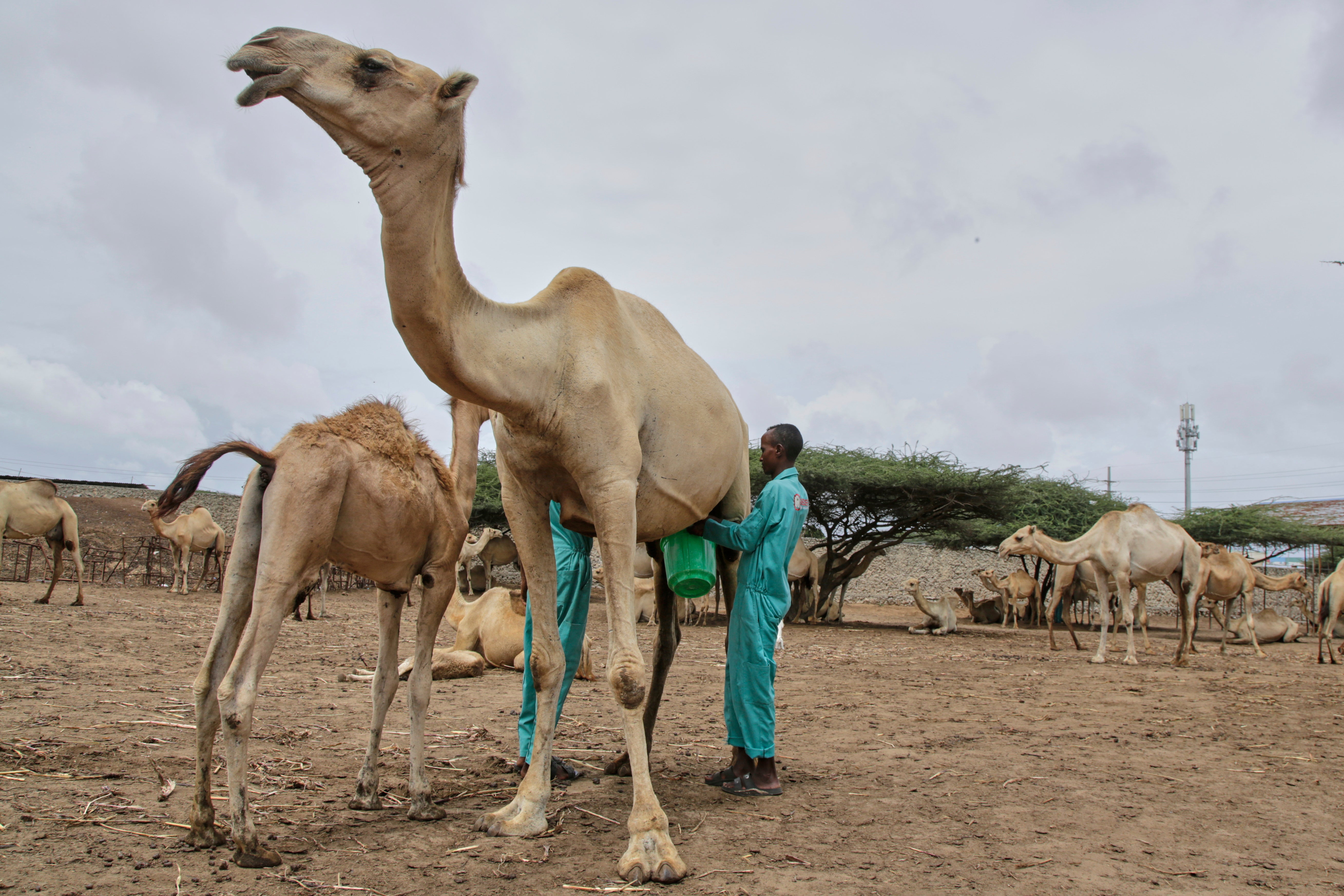 Farmers milk a camel at Beder Camel Farm on the outskirts of the capital Mogadishu, Somalia, Wednesday, June 18, 2025. (AP Photo/Farah Abdi Warsameh)