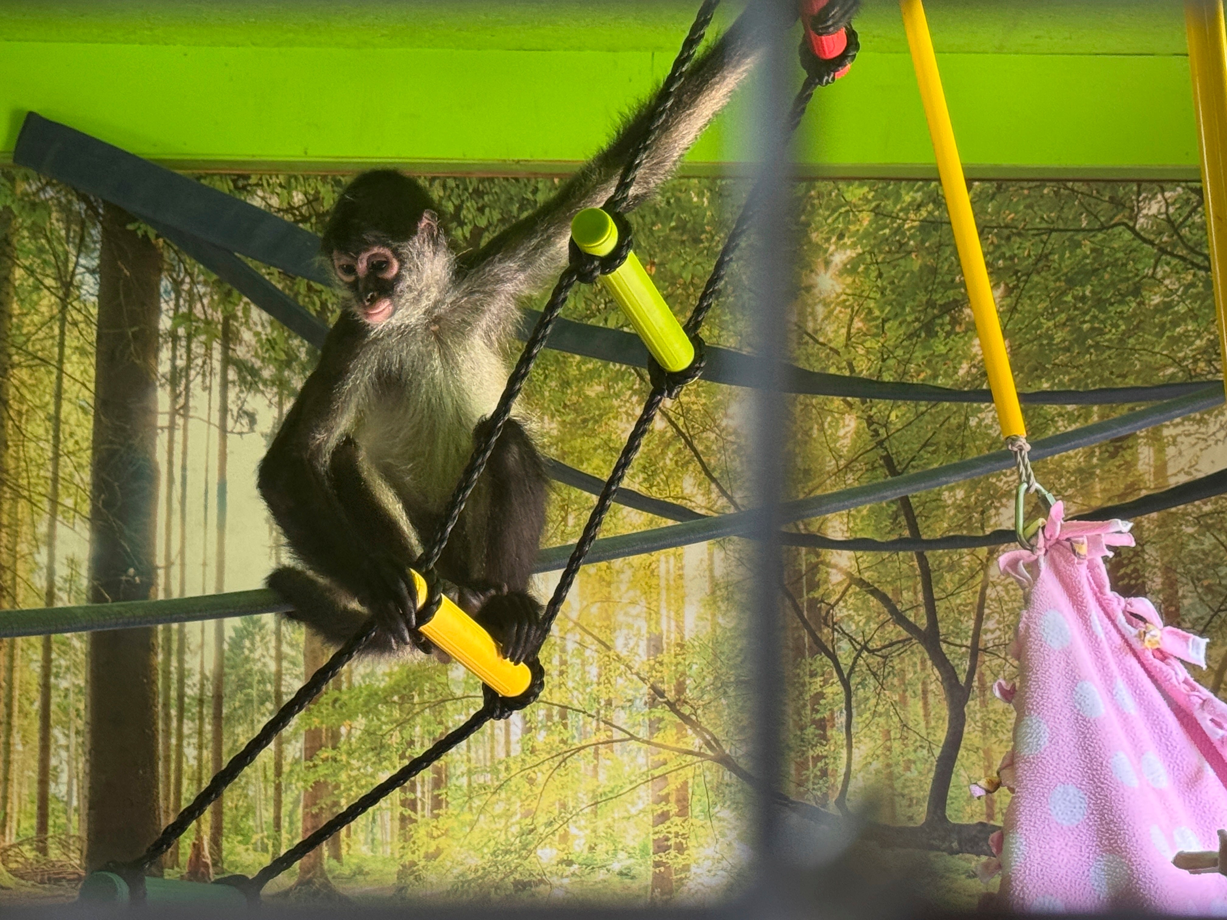 A spider monkey sits on a rope ladder inside its enclosure at the Gulf Coast Primate Sanctuary