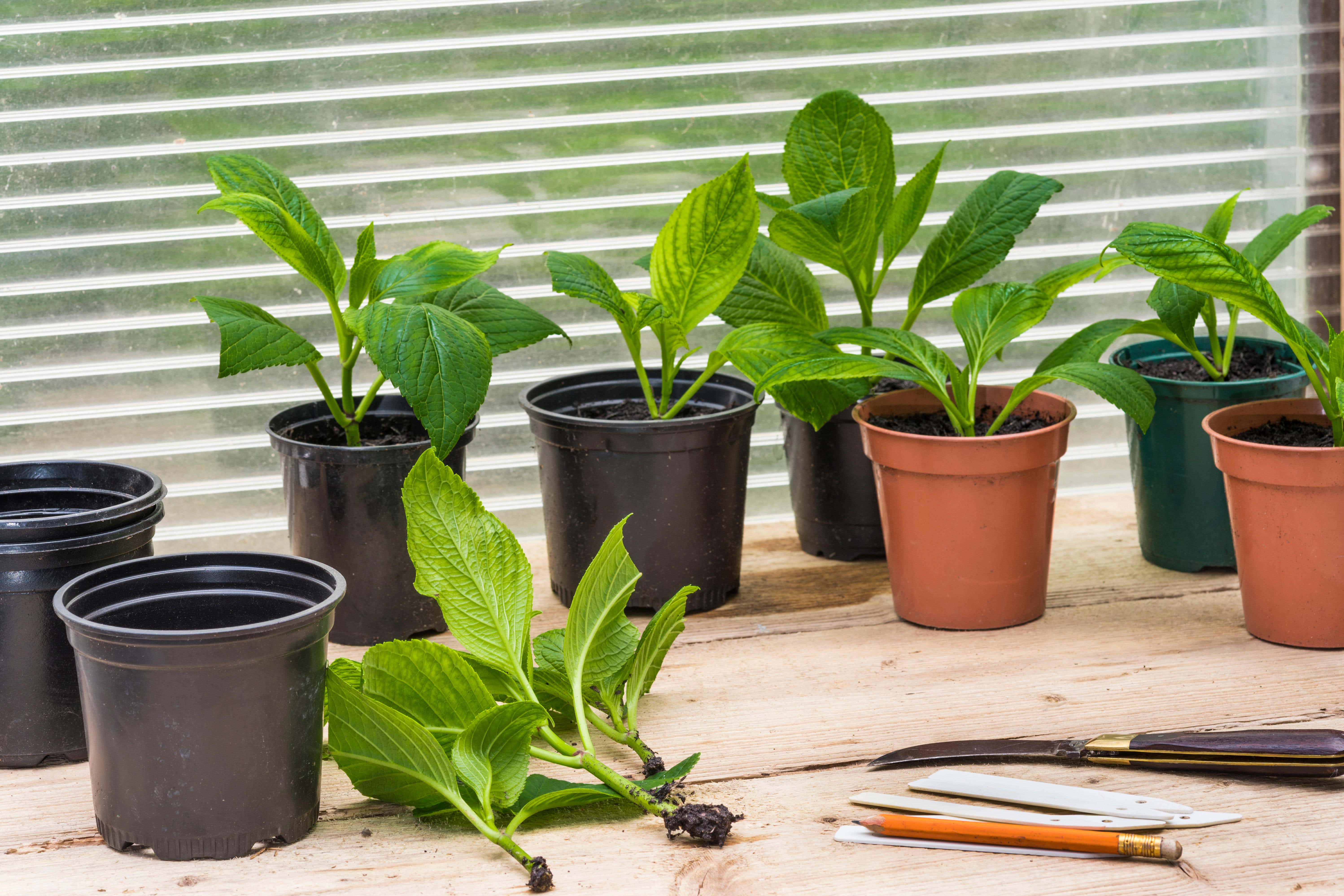 Fill your garden for free (Alamy/PA)