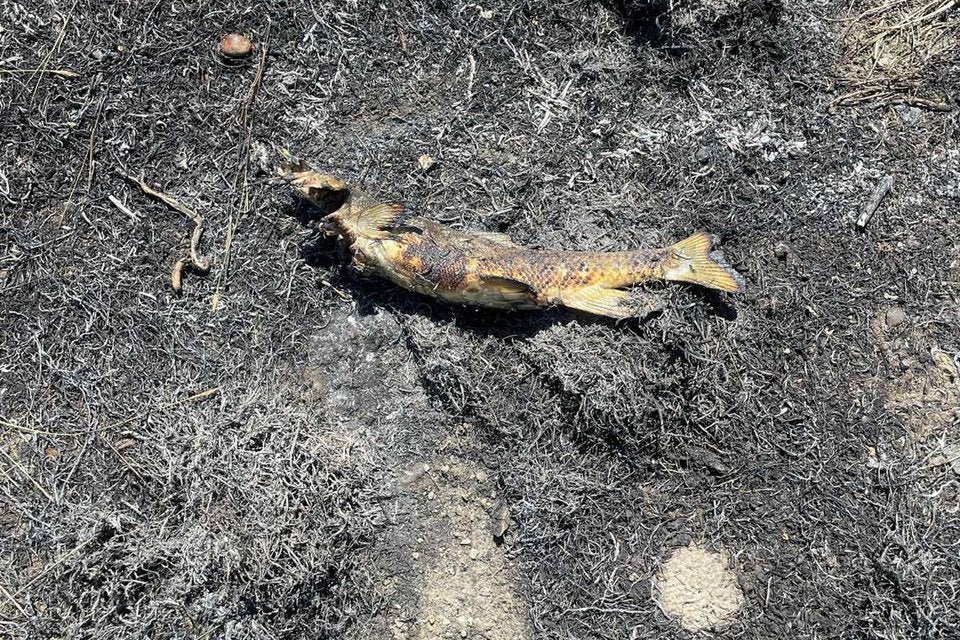 Fire officials have blamed an airborne fish dropped by a local osprey on a wild bush fire