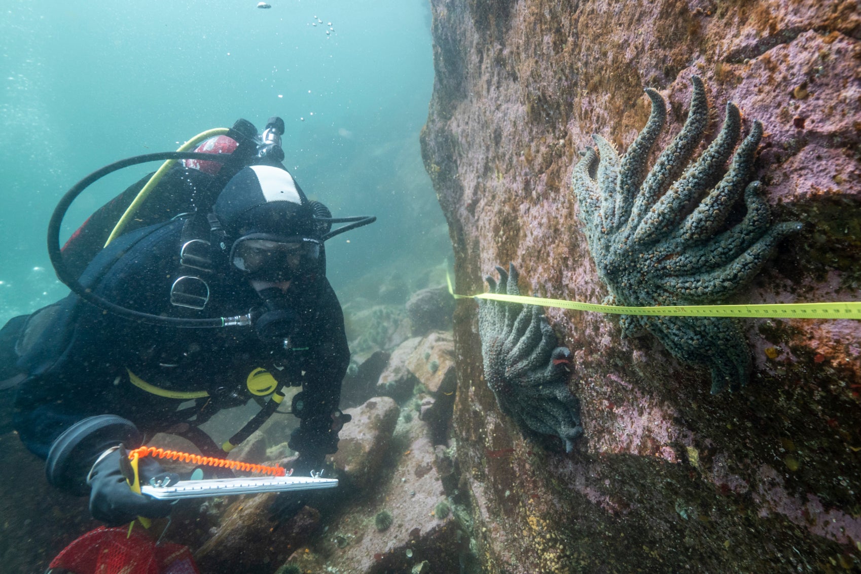Researcher Alyssa Gehman counts and measures sunflower sea stars in the Burke Channel