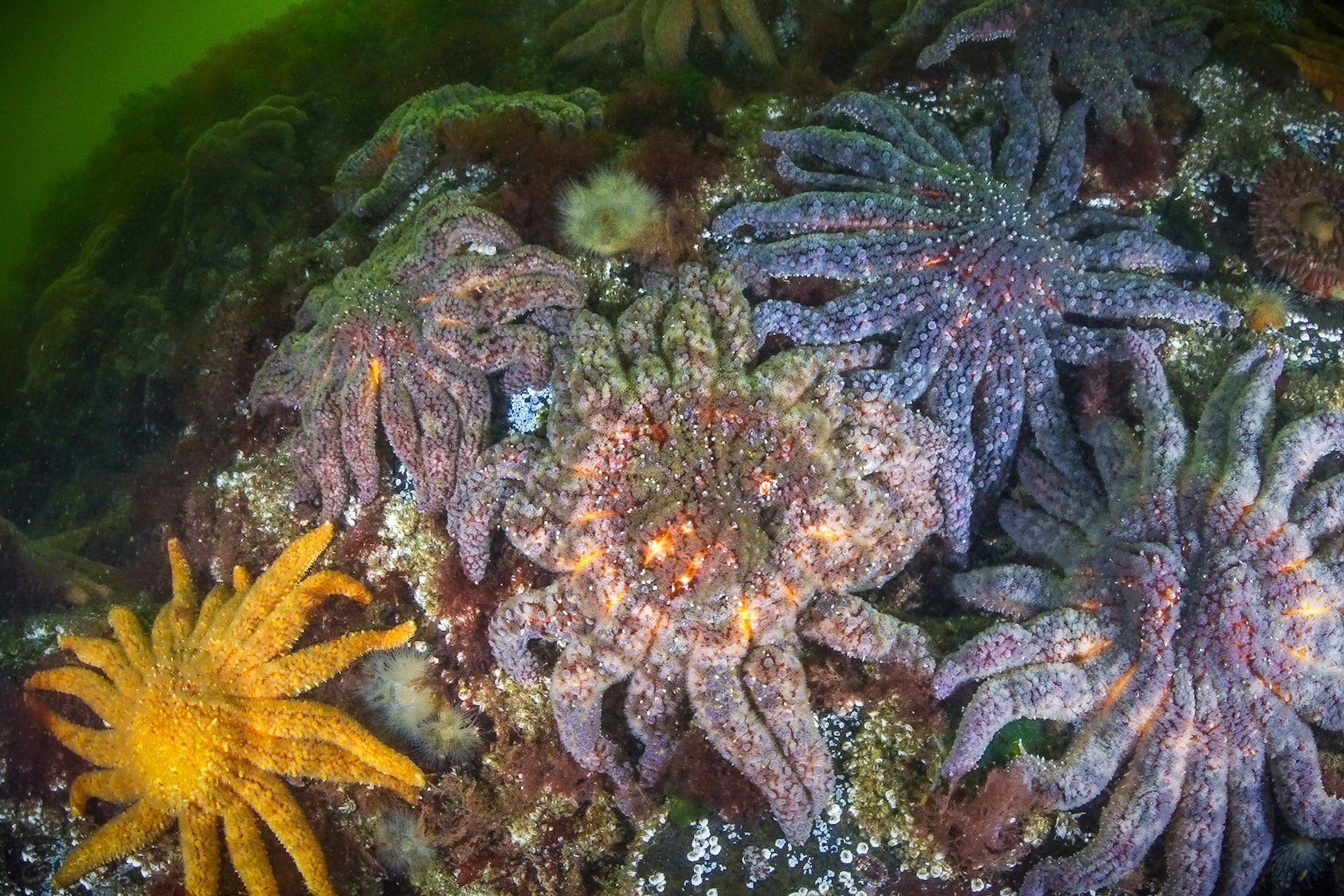 Healthy populations of sunflower sea stars are seen in the Knight Inlet fjord of the Central Coast of British Columbia, Canada, in 2023
