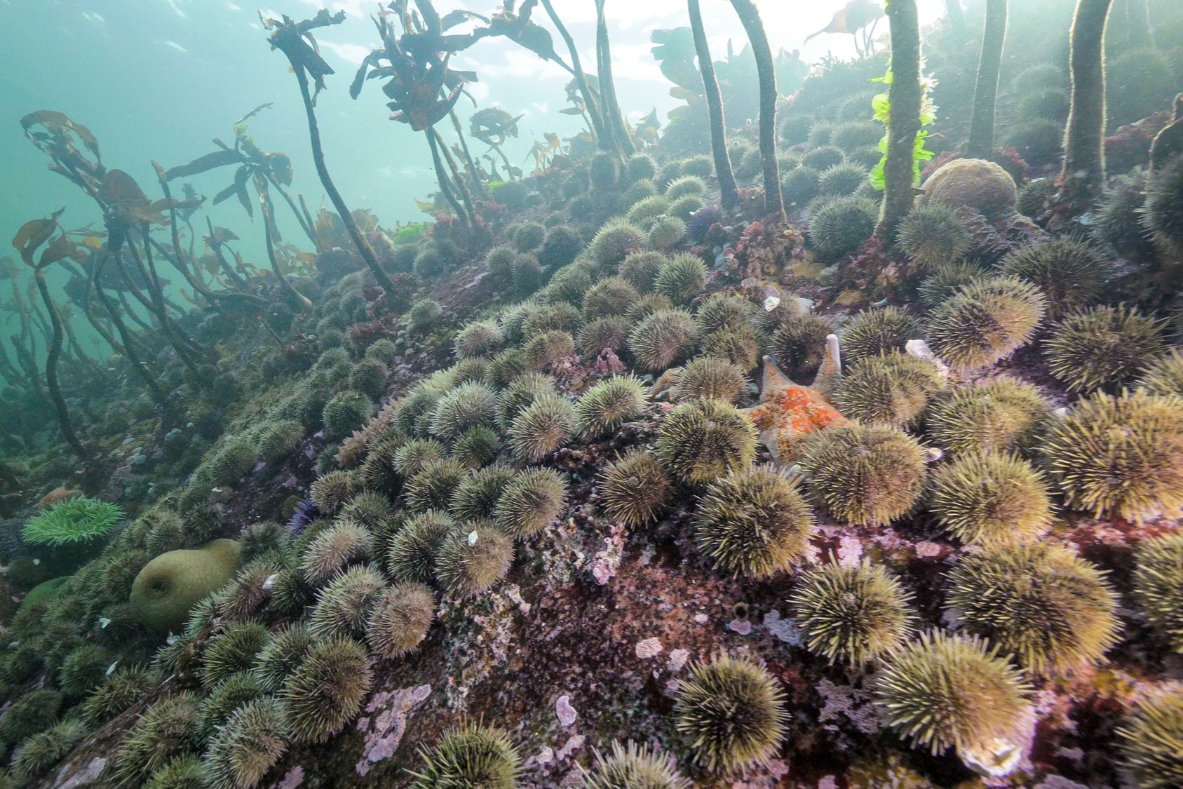 Sea urchins proliferate in Hakai Pass