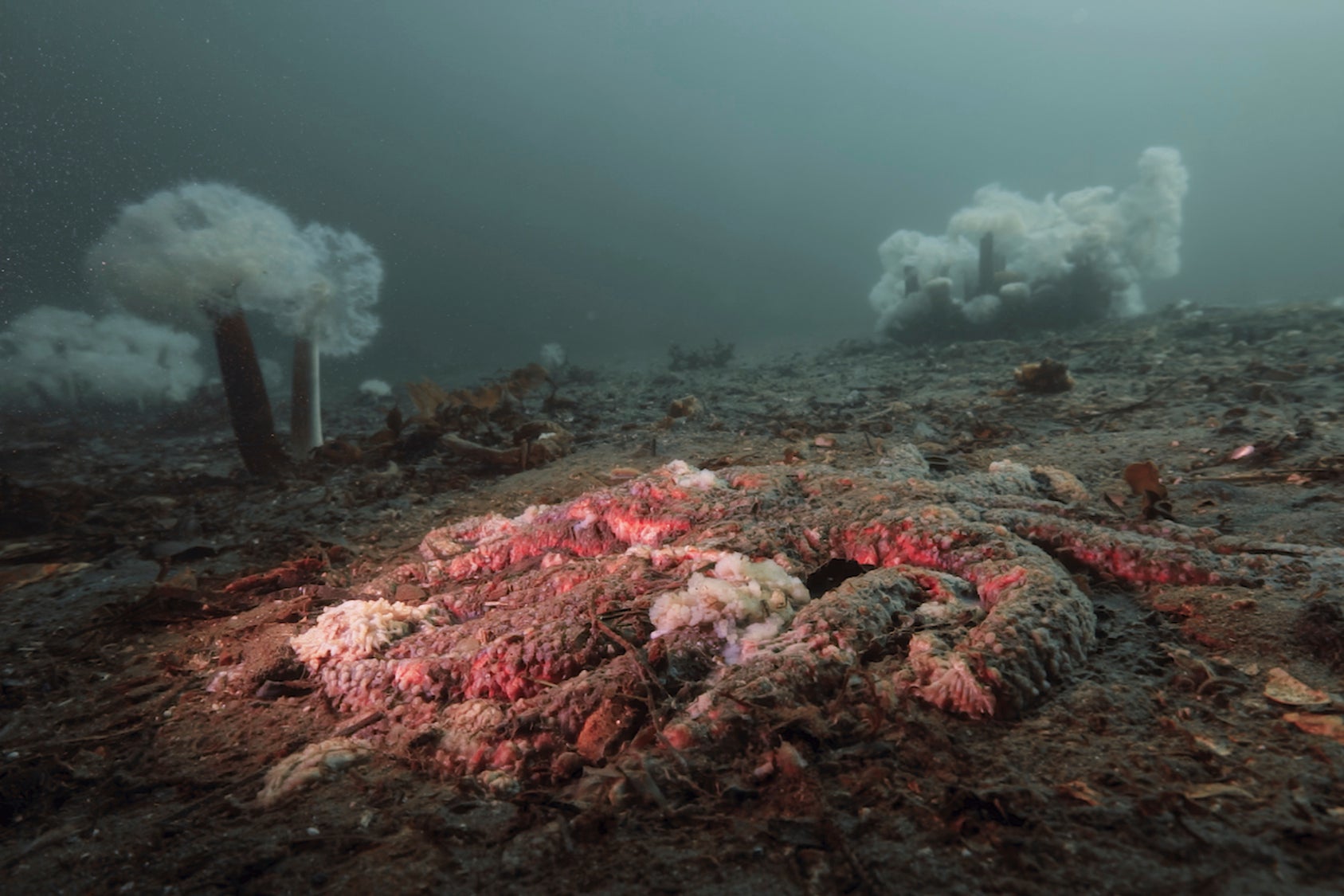 A sunflower sea star is reduced to goo by sea star wasting disease at Calvert Island, British Columbia, Canada, in 2015
