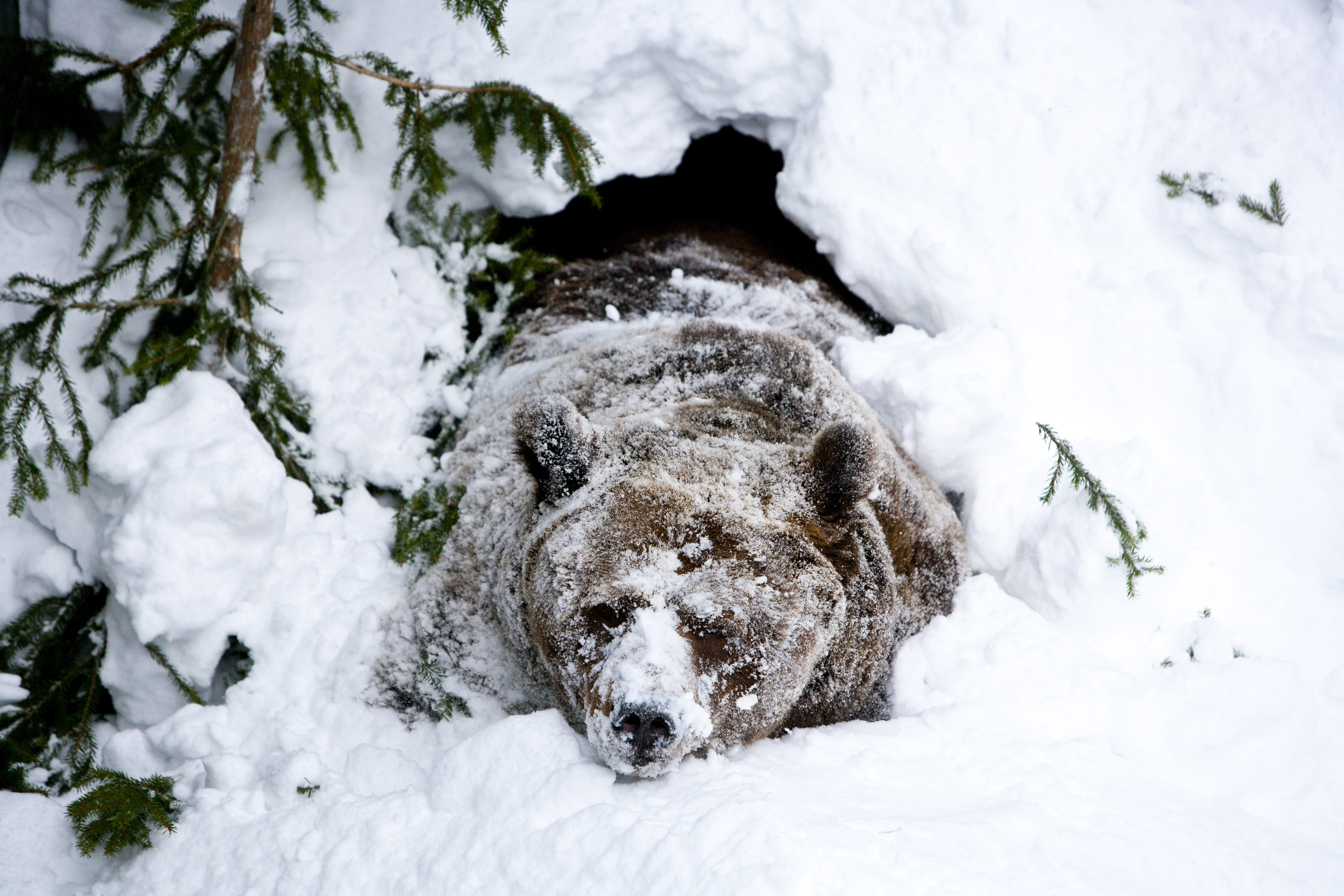 A male brown bear of Ranua Zoo wakes up after winter hibernation