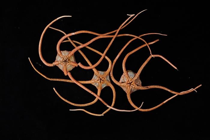 Brittle stars