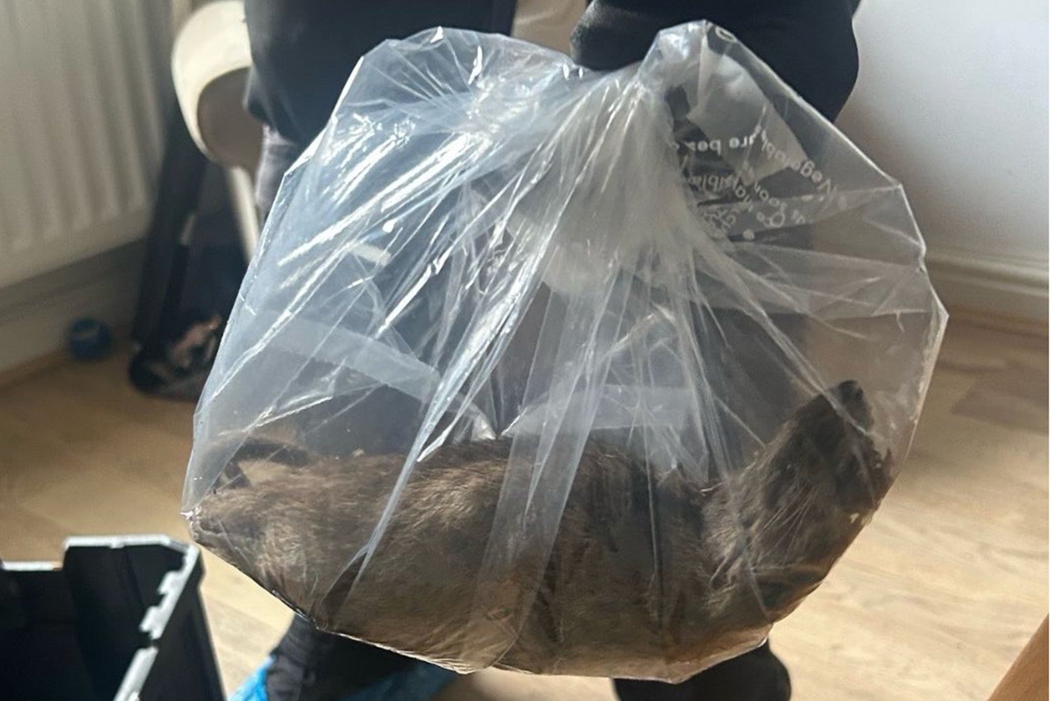 A supersized 22-inch rat was recently captured in the Normanby area of Redcar and Cleveland