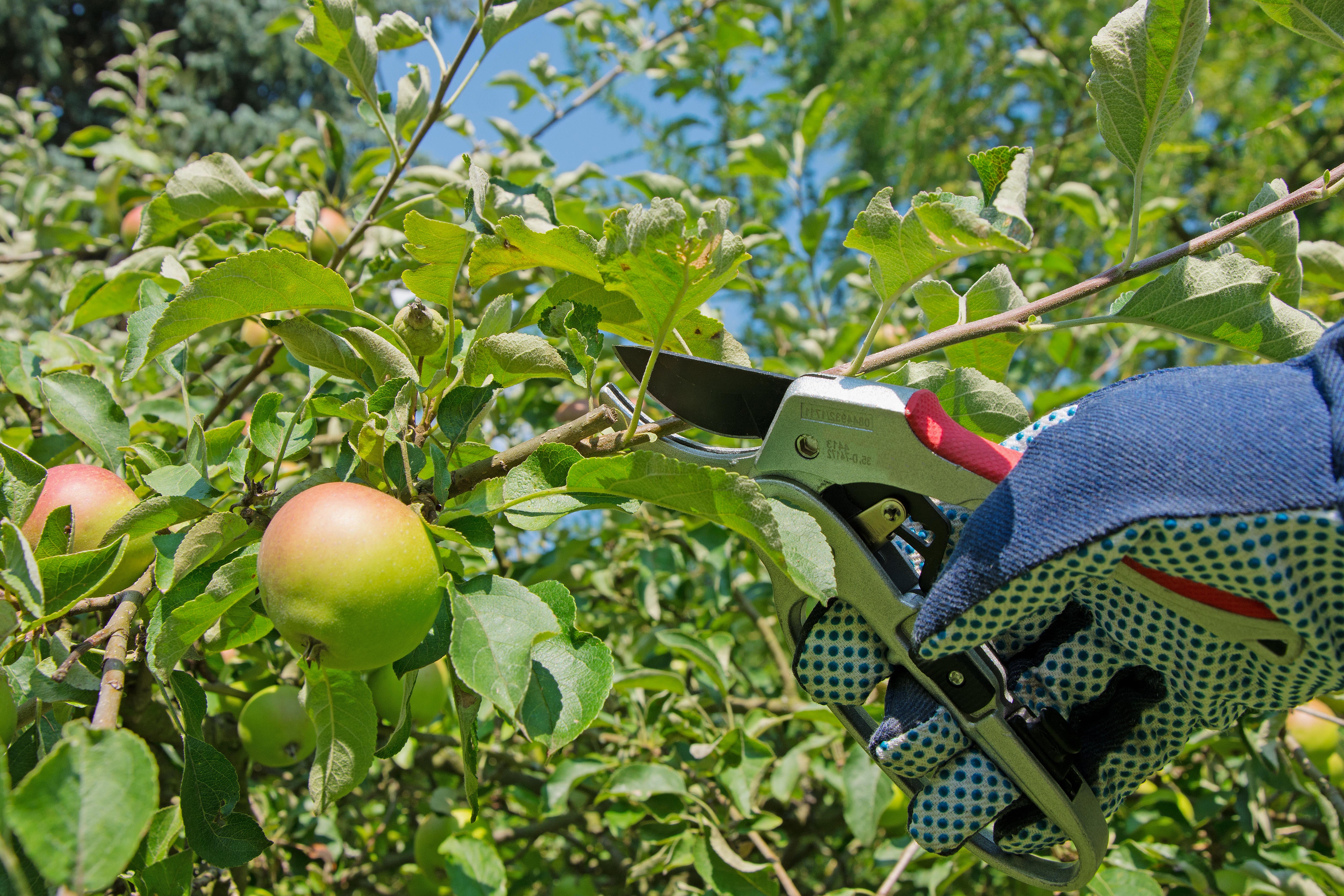 Now is a good time to prune apple and pear trees