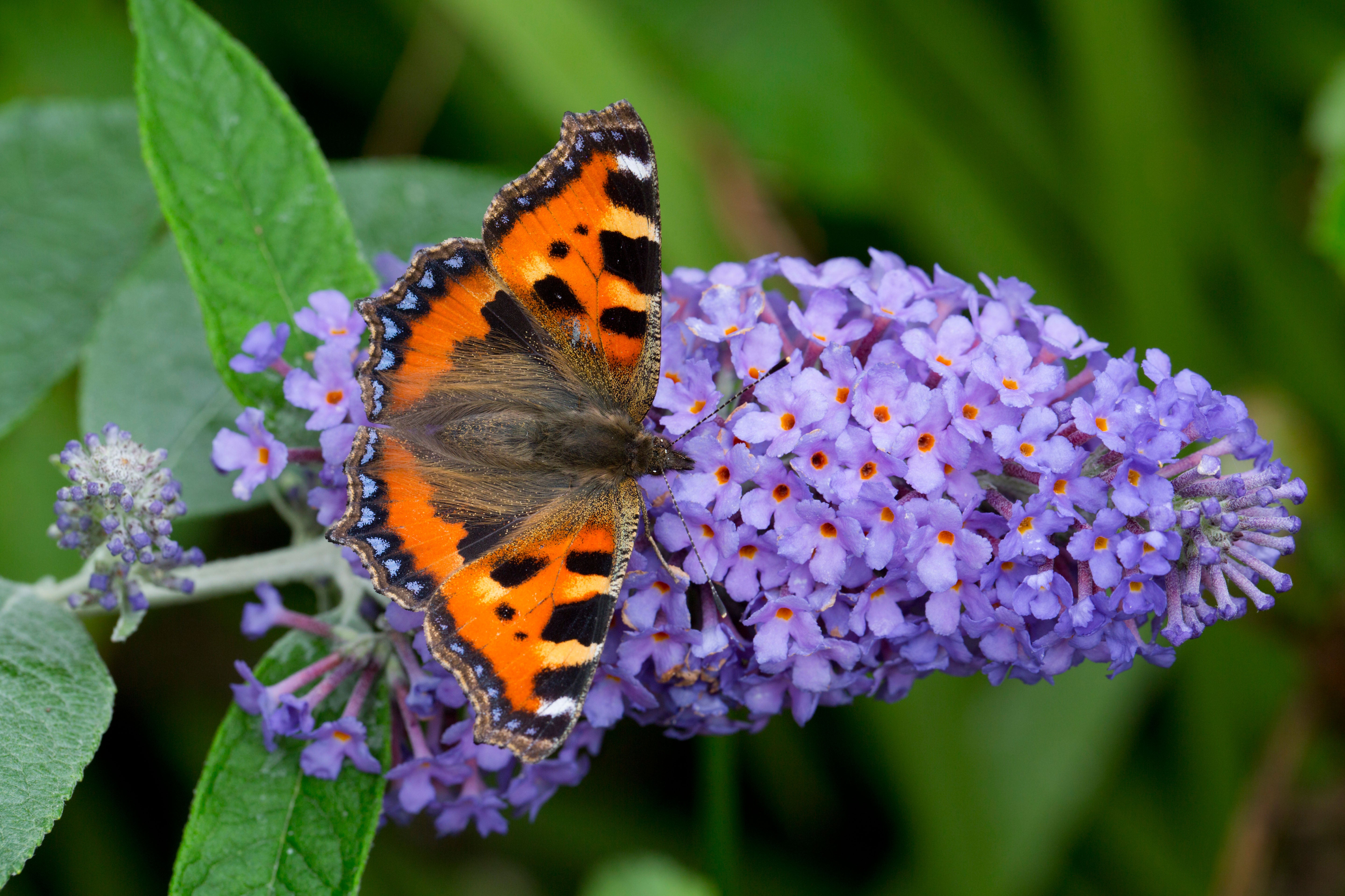 Buddleias are best left until spring
