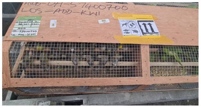Customs officials at Nigeria's Lagos international airport said they had seized more than 1,600 parrots and canaries that were being transported to Kuwait without a permit