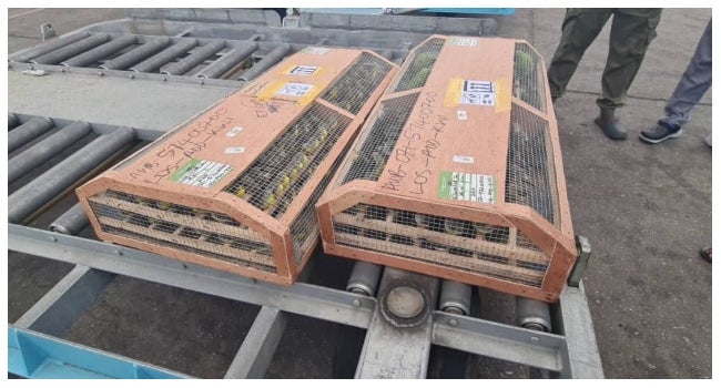 Parrots, songbirds and birds of prey are among the most trafficked birds for the exotic pet trade, private collections and for feathers or trophies