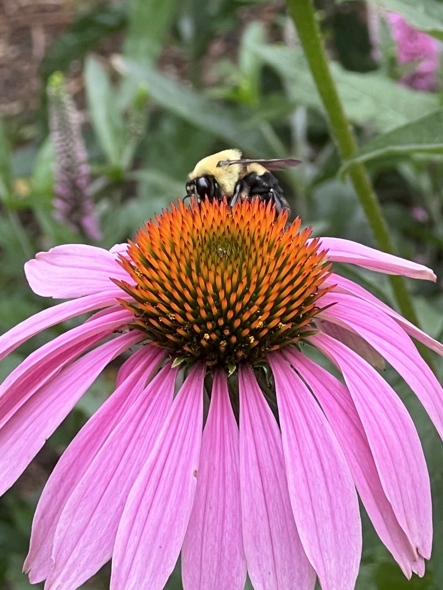 Gardening- Humane Pest Control