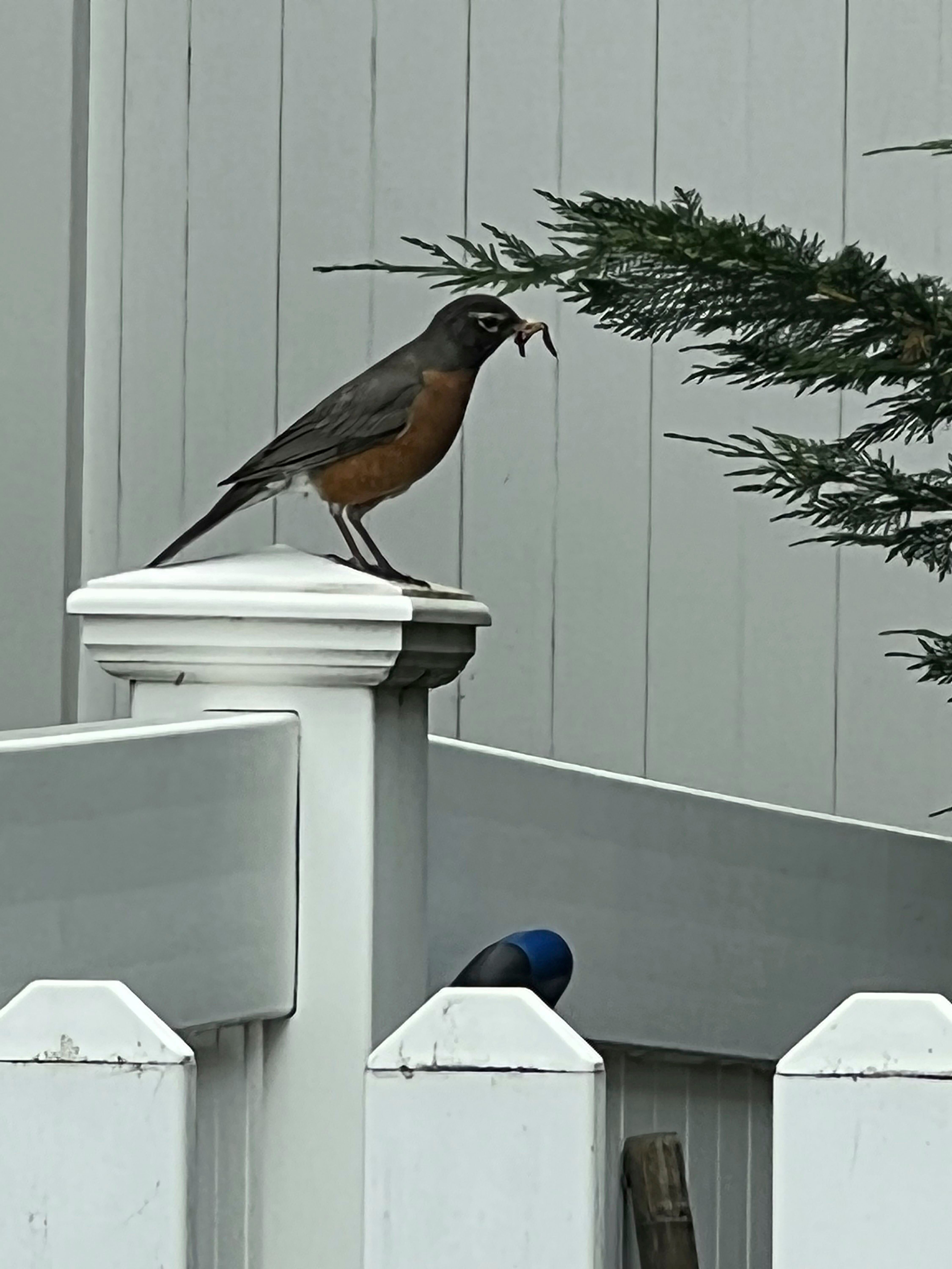 Gardening- Humane Pest Control