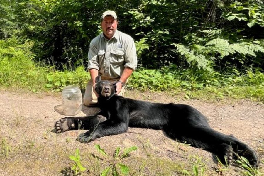 The bear’s nearly 50-mile journey sparked widespread concern and social media attention