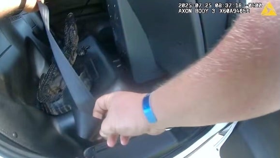 For extra safety the deputy buckled the gator into its seat