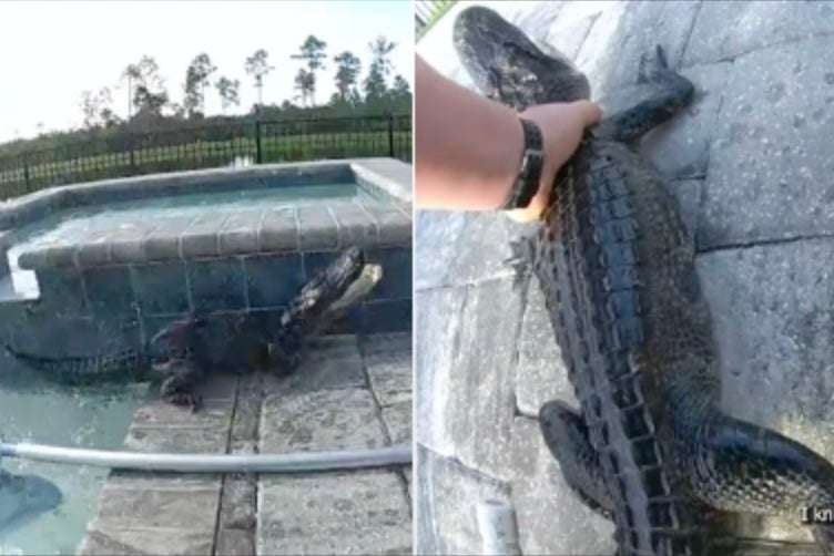 Deputy rescues alligator from backyard pool with bare hands: ‘Florida grown at its finest!’