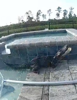 Body cam video showed Deputy Nathan Richardson using a pool skimmer to guide the small gator to the edge of the pool before he grabbed it by the neck
