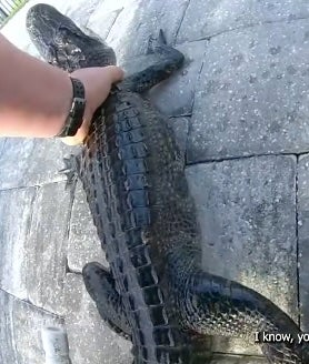 The gator managed to escape and tried to make a run for it on the deck before Richardson grabbed it again a few seconds later
