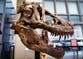 Not all fierce-looking dinosaurs like T rex packed strong bites, study reveals