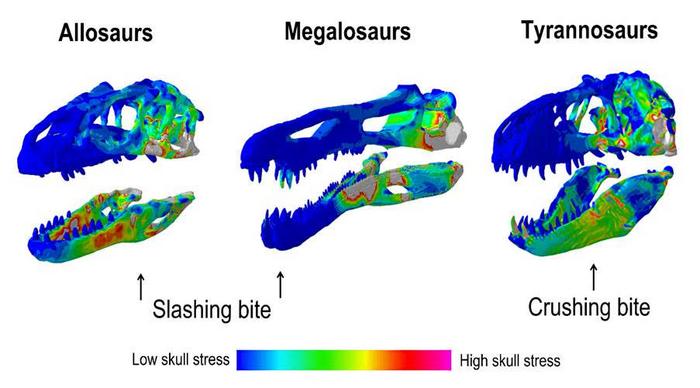 Bite force variation across three meat-eating dinosaurs
