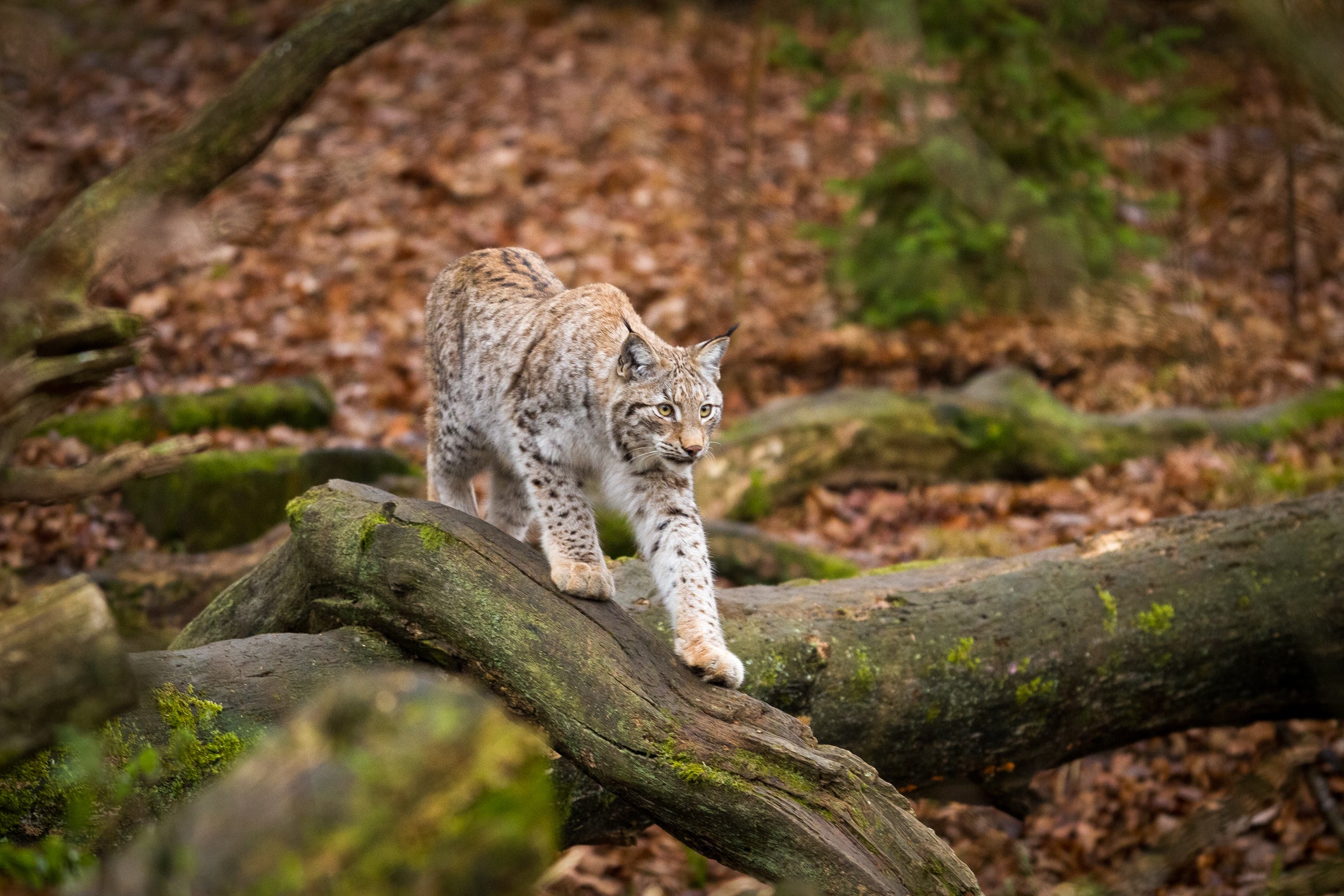 The Aalborg Zoo has asked for donations of healthy and live chickens, rabbits, and guinea pigs to feed its predators, such as the Eurasian lynx