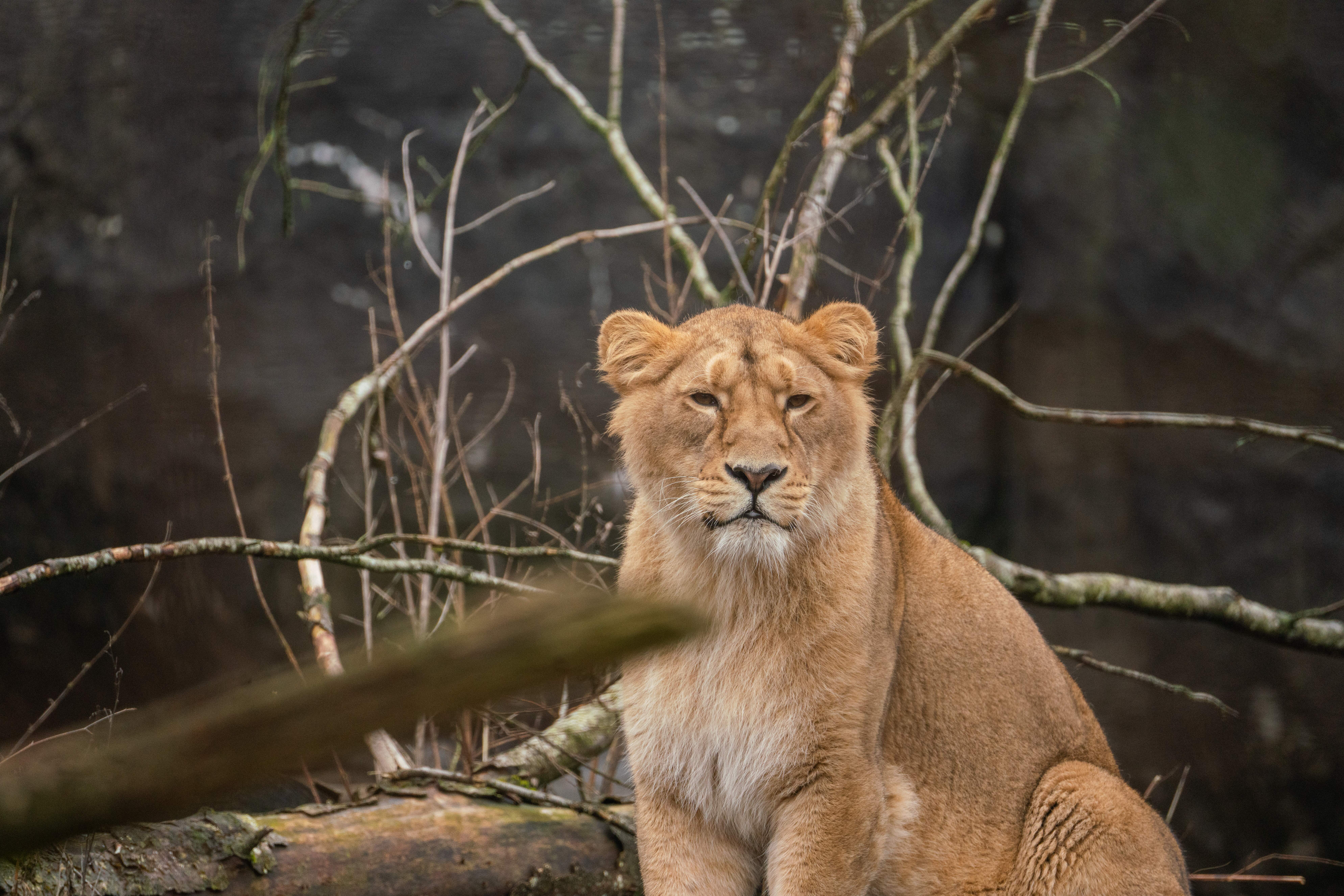 Zoo urges people to donate their unwanted pets to feed their predators