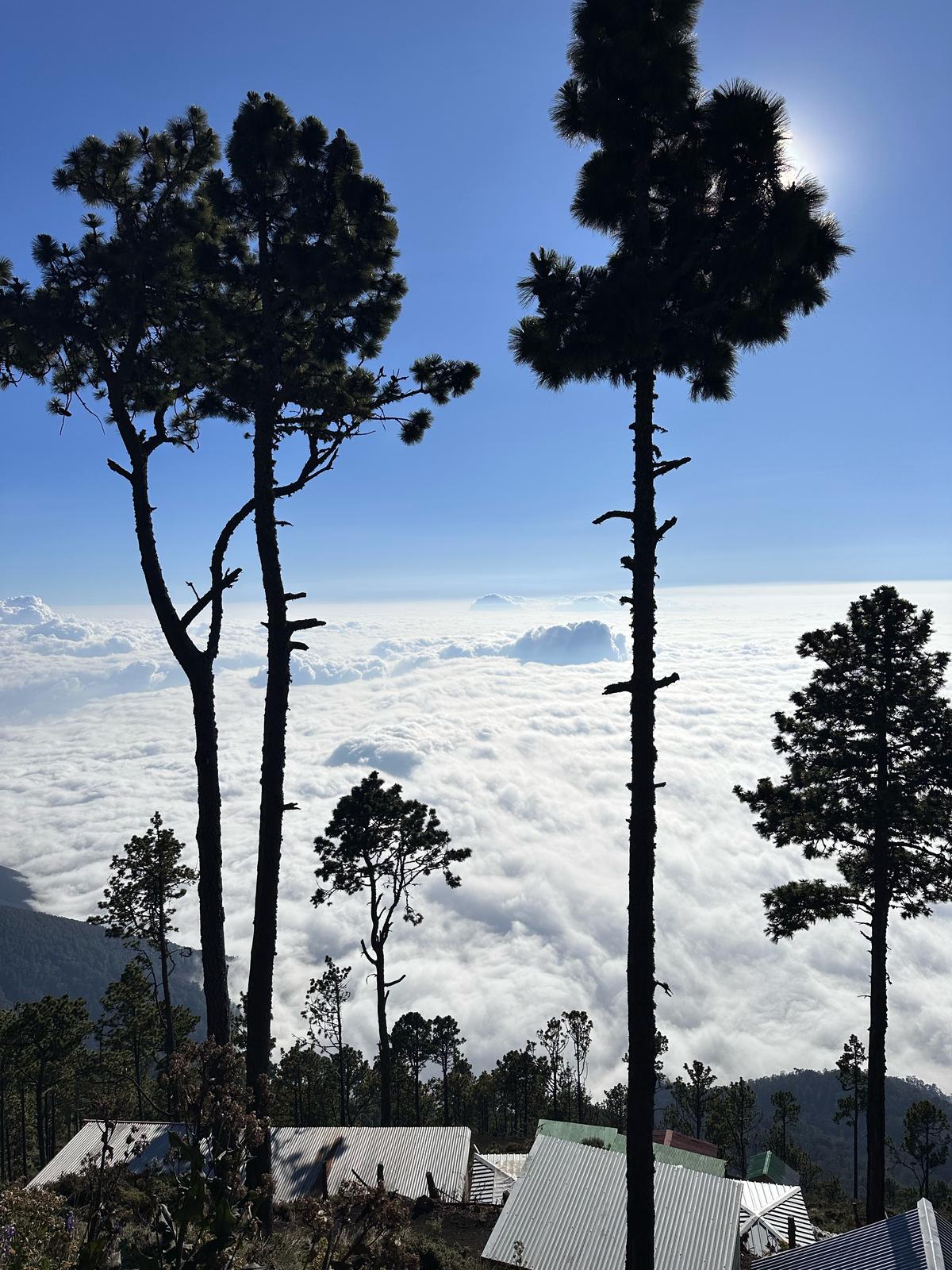 The cloud forest on the hike up Guatemala’s Acatenango volcano