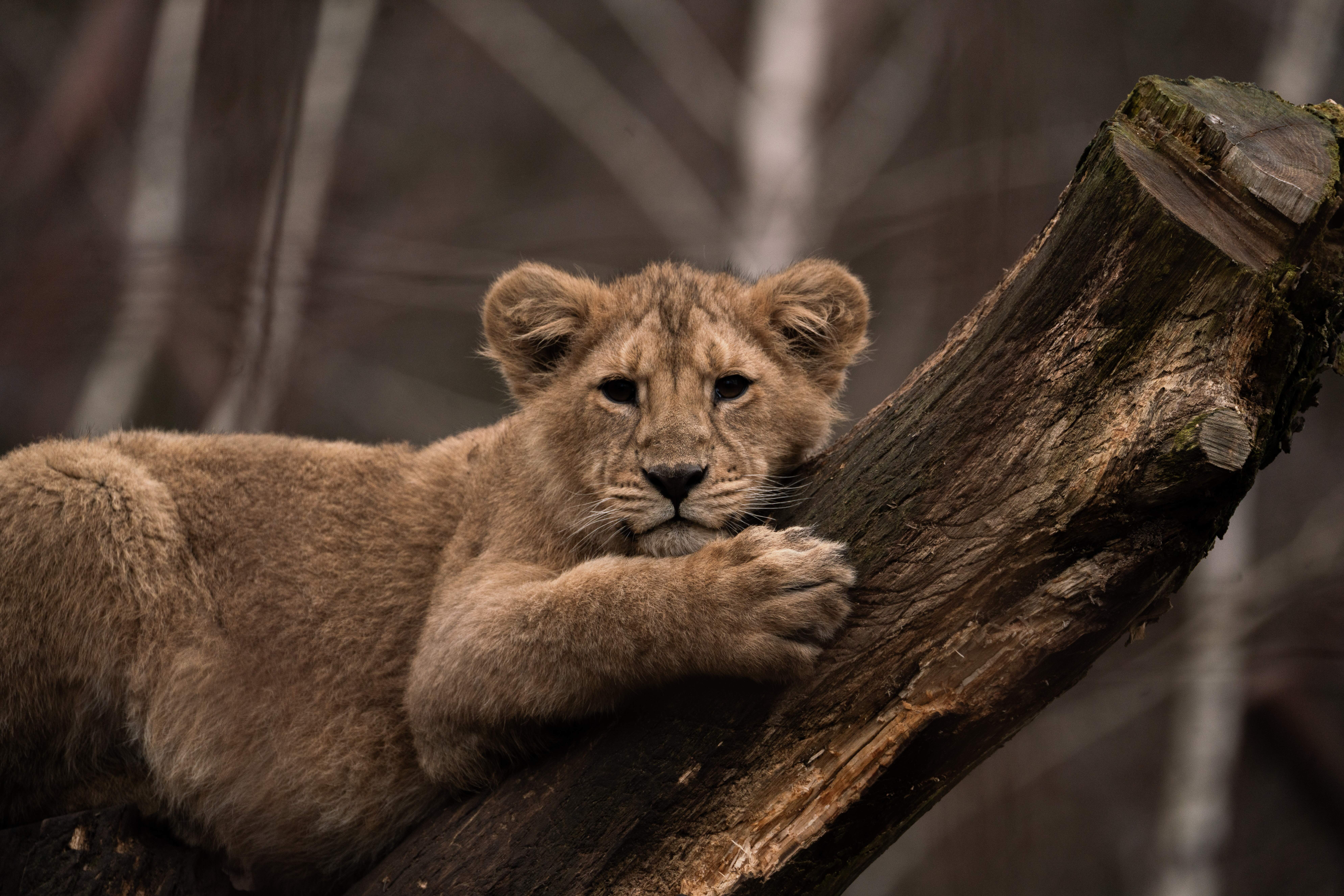 The Aalborg Zoo has asked for donations of healthy and live chickens, rabbits, and guinea pigs to feed its predators
