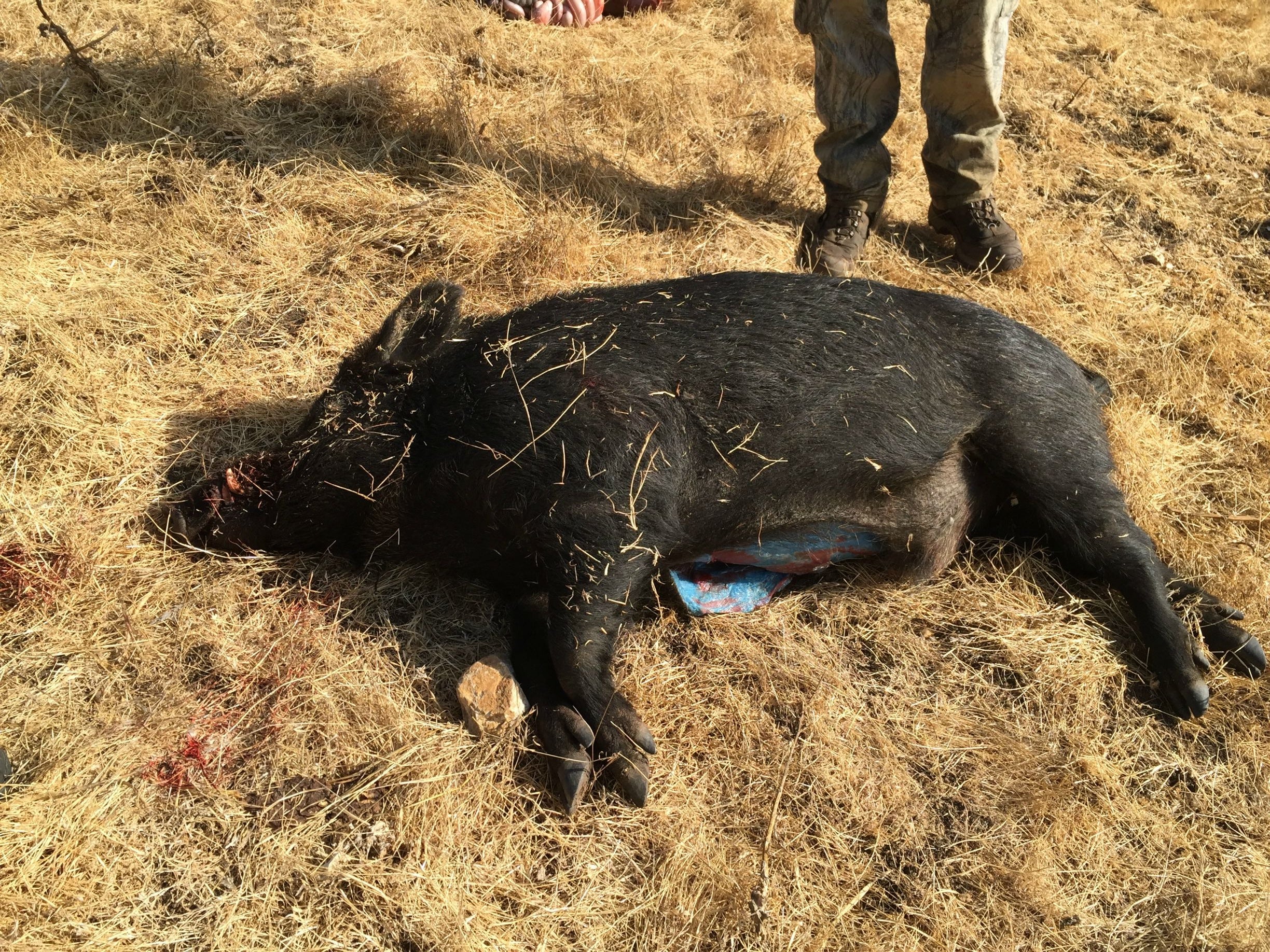 Californian authorities have issued warnings after trappers again reported finding wild pigs with ‘bright blue’ flesh. Another instance of the phenomenon was reported in 2015 by Imgur user GlendilTEK