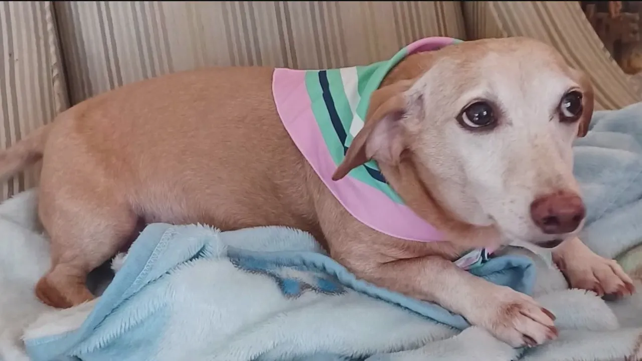 A legally blind man in Chicago has been walking up to seven miles a day, handing out flyers looking for his missing service dog, Bam Bam, who was stolen two months ago.