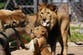 Zoo welcomes four new rare Barbary lion cubs whose population is extinct outside of protection