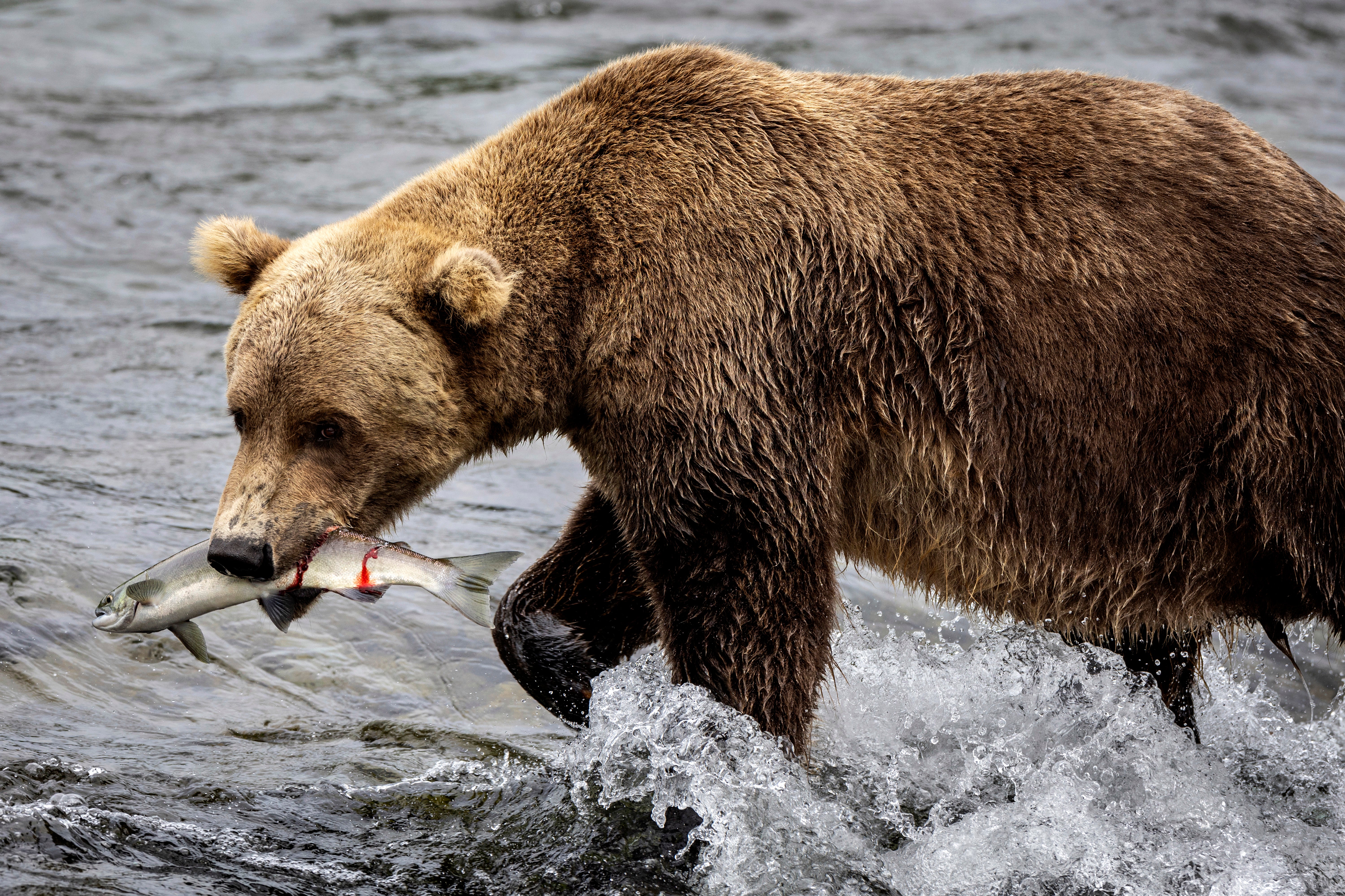Brown bears commonly feast on salmon in the Brooks River in Katmai National Park, gobbling them as they leap upstream over Brooks Falls to spawn