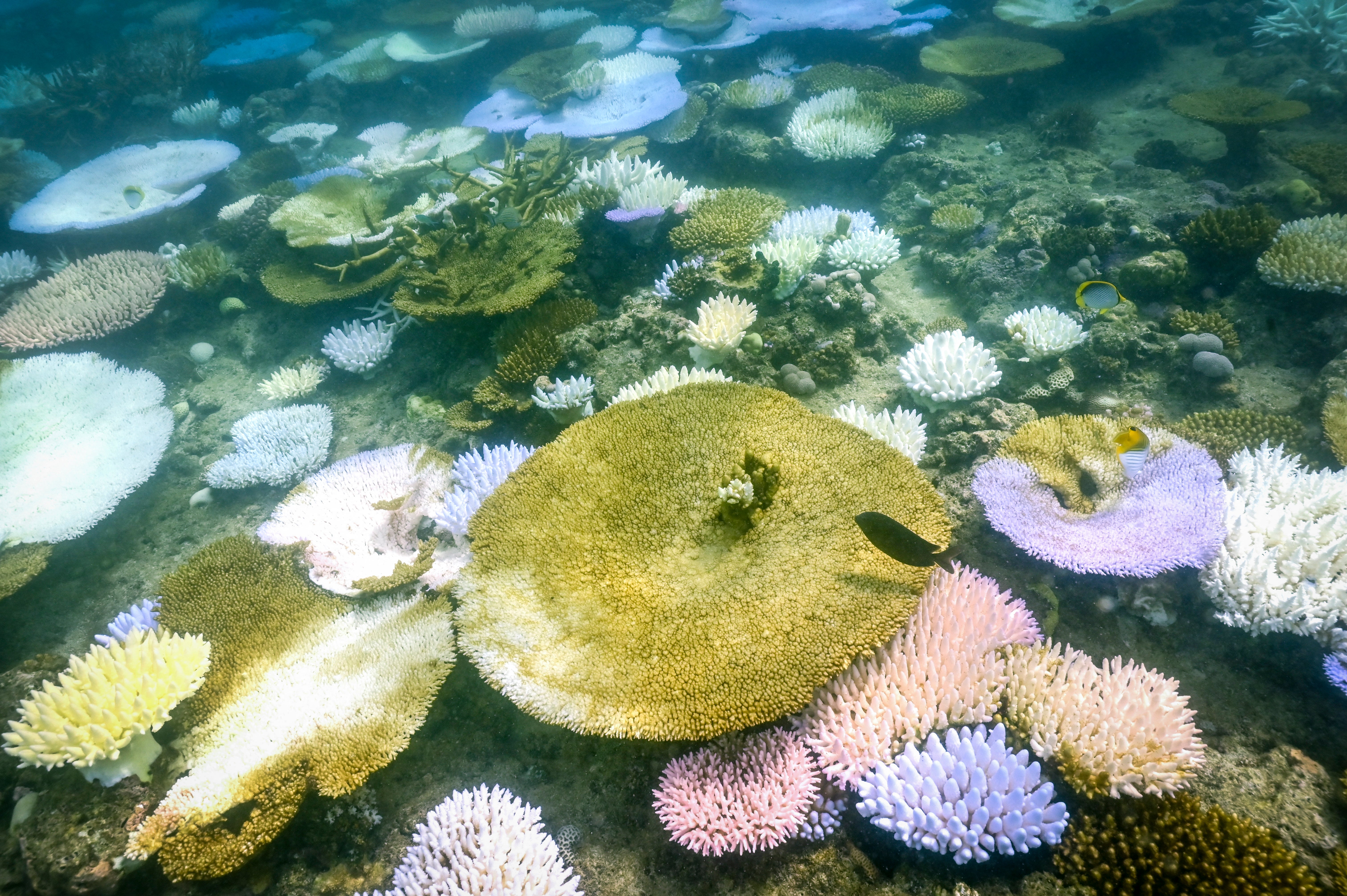 A bleached and dead coral around Lizard Island on the Great Barrier Reef in 2024