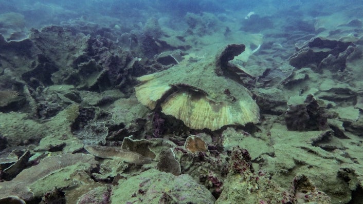 Overturned corals as a result of storm damage in the Central Great Barrier Reef