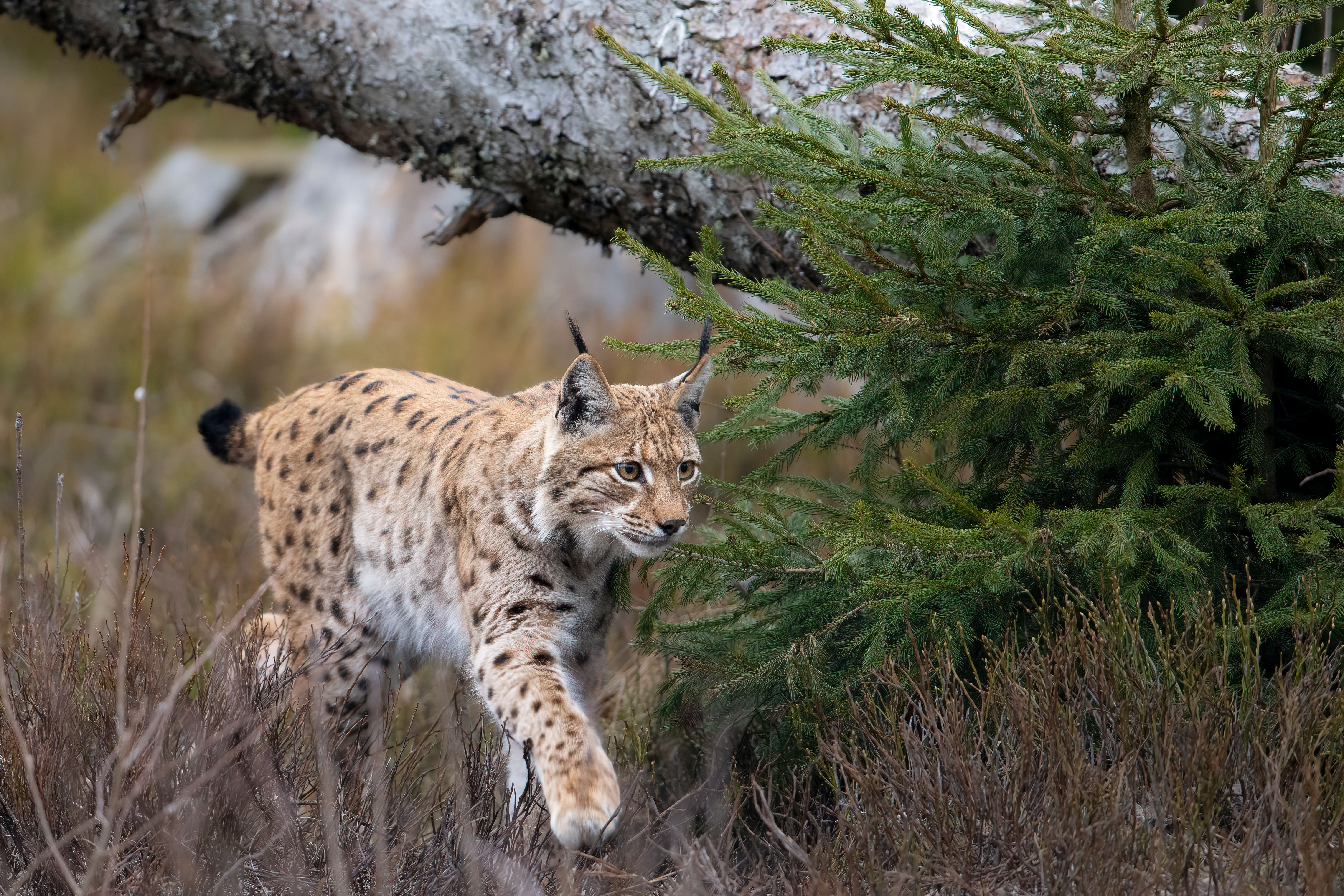 Lynx could thrive if reintroduced in Northumberland (Berndt Fischer/PA)