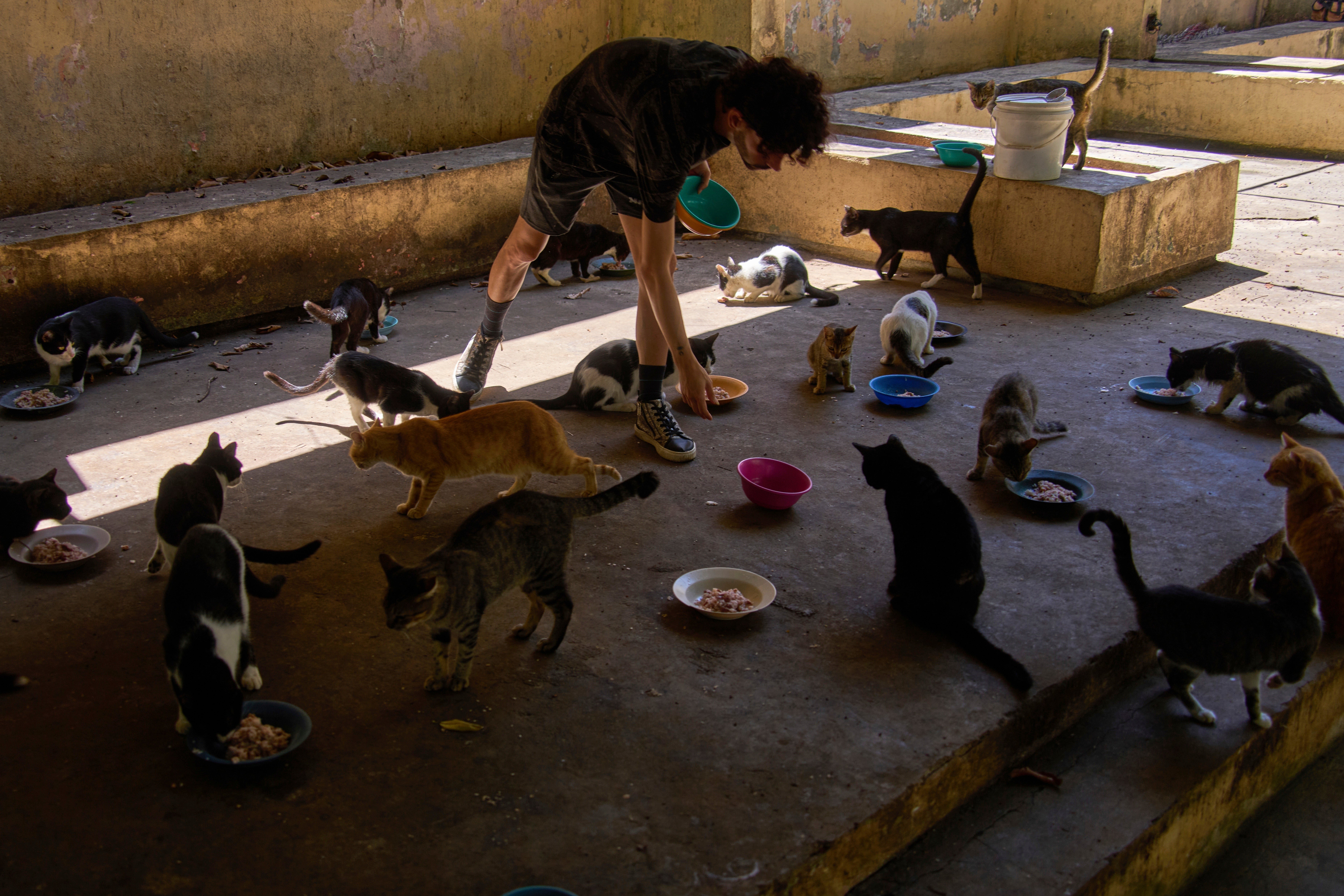 Experts say that the abandonment of animals in Cuba is a result of several factors