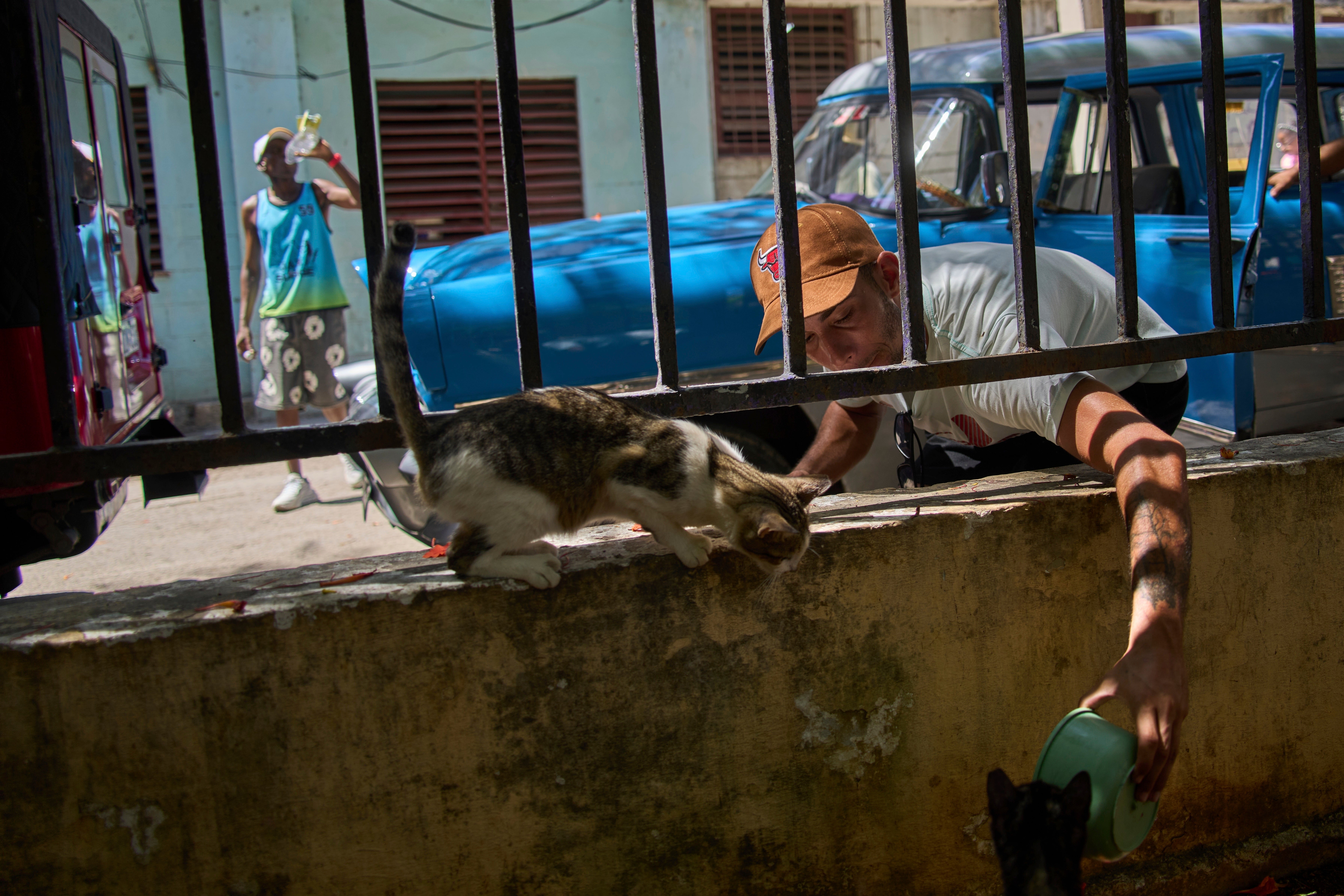Activists say that many pet lovers have turned their homes into shelters