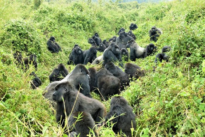 An encounter between two different mountain gorilla groups. These encounters represent an opportunity for females to learn about neighbouring groups and potentially disperse between them.