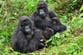 The surprising friendship habit female gorillas share with humans